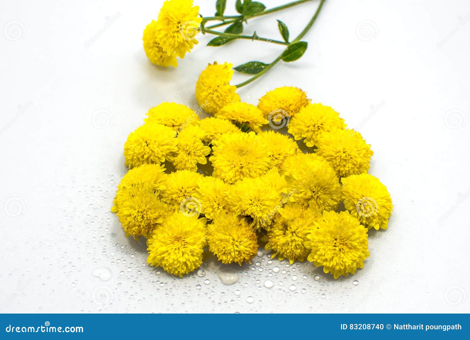 Chrysanthemum Tea stock photo. Image of food, cucumber 83208740