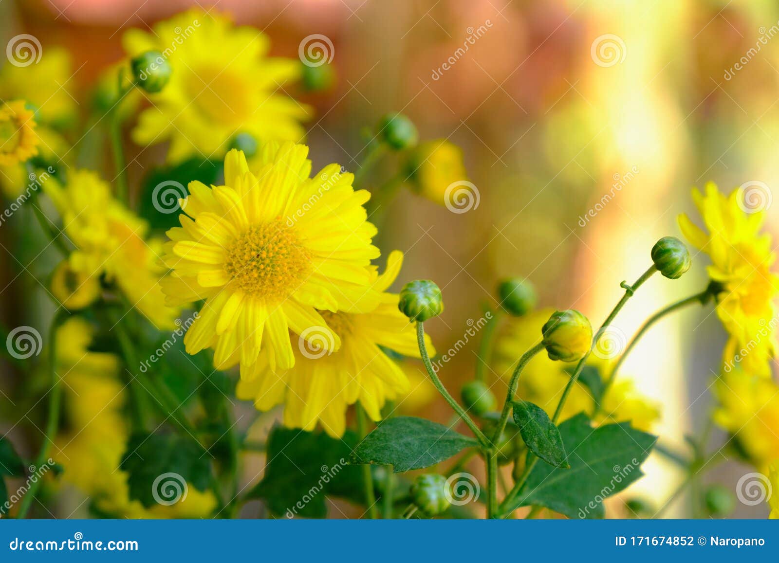 Chrysanthemum Yellow Flower in Autumn Stock Photo Image of blooming