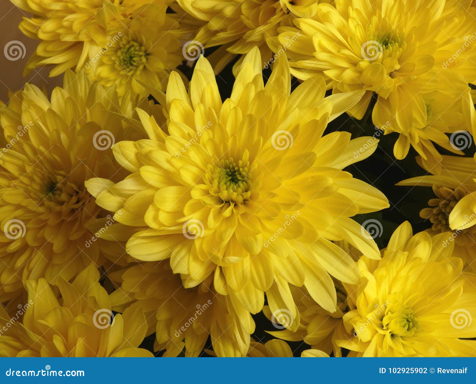 chrysanthemum yellow flowers