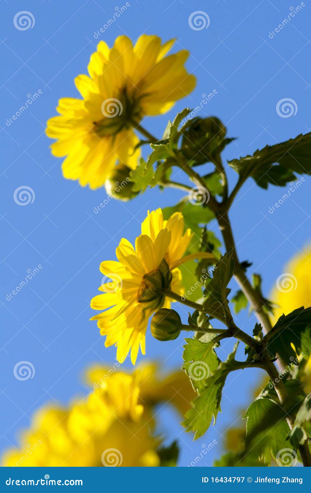 Chrysanthemums stock image. Image of garden, chrysanthemums 16434797