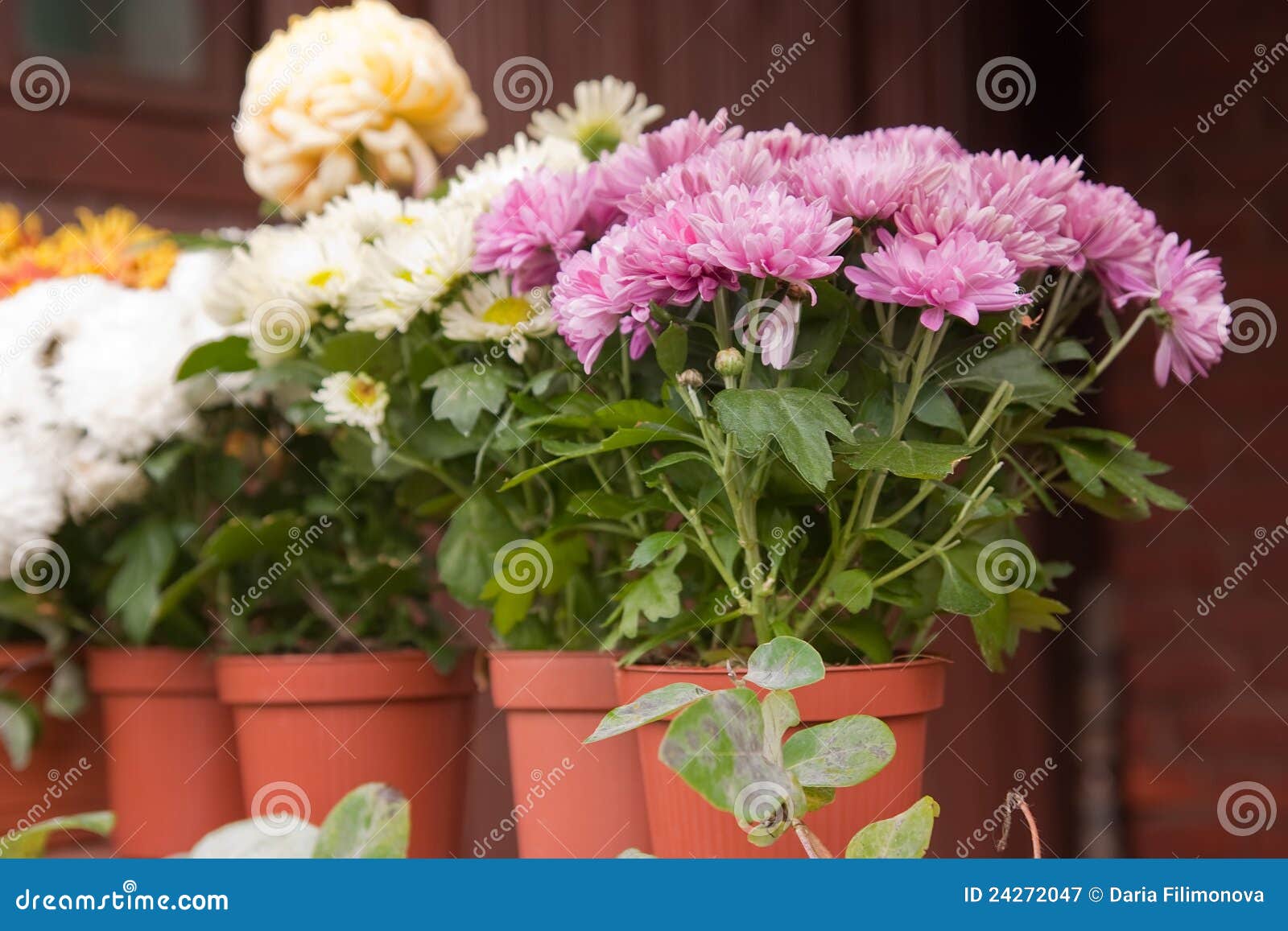 Chrysanthemums stock image. Image of green, bouquet, flowerpot 24272047