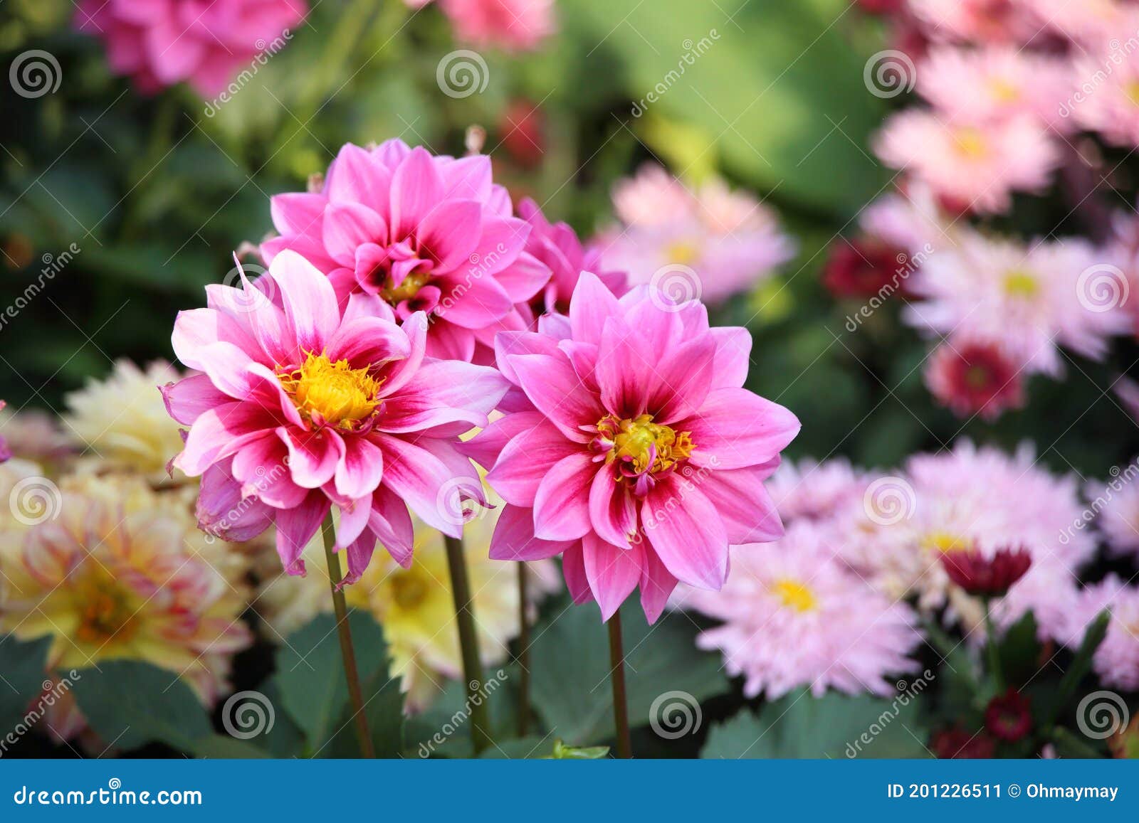 Chrysanthemums Blooming in Spring Stock Image Image of growth, macro