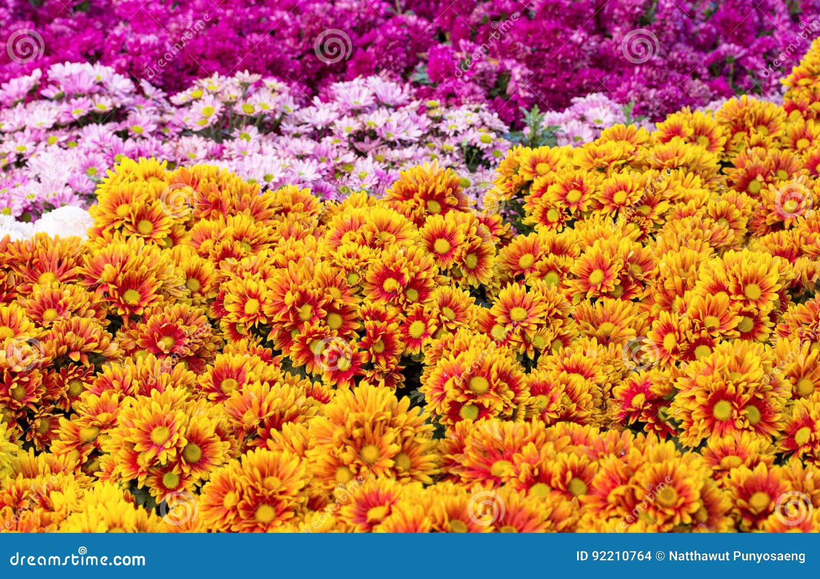 Chrysanthemums Daisy Flower Fields Blooming Stock Photo Image of beauty, blooming 92210764