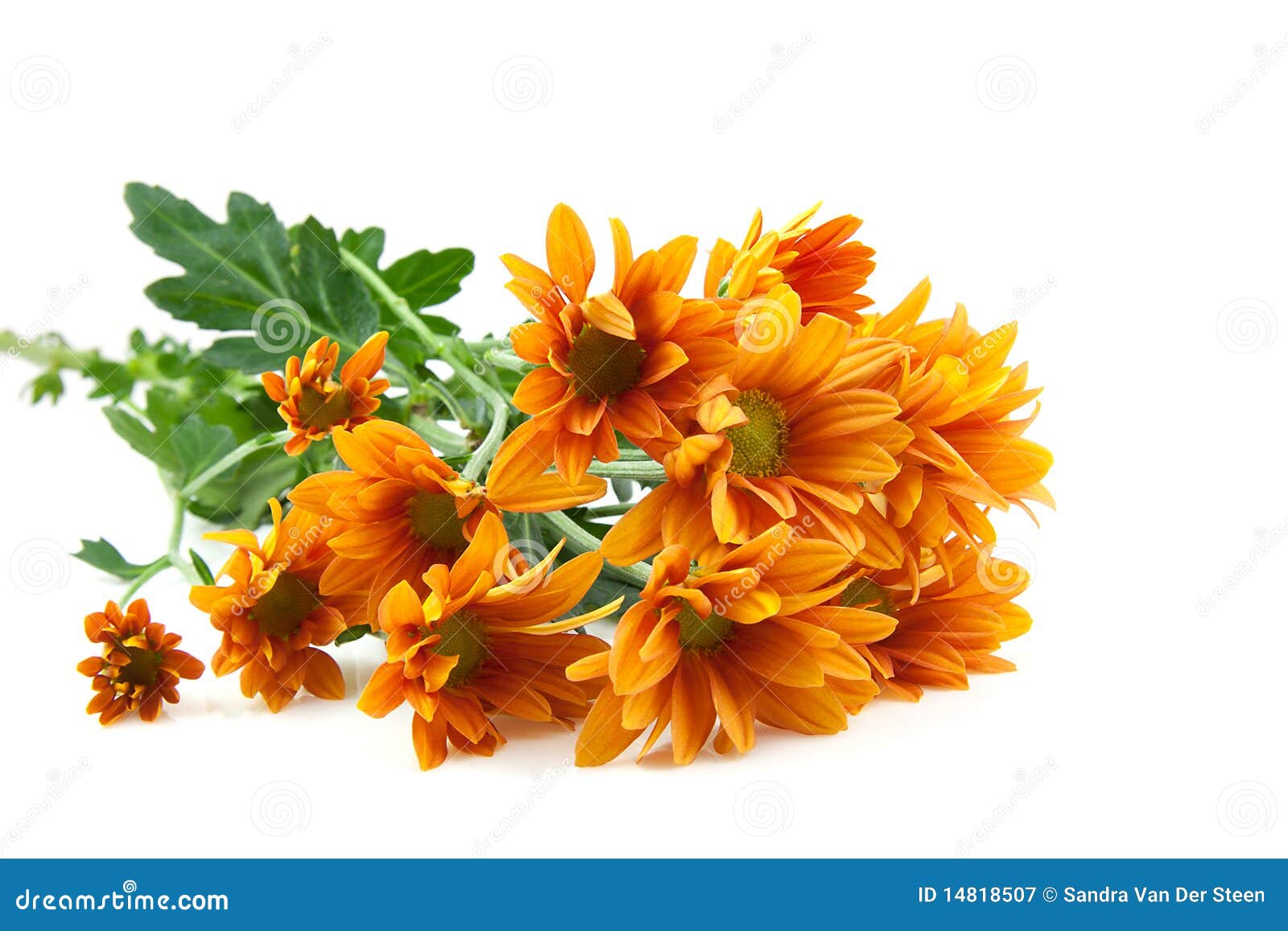 Chrysanthemums Flower, Goldon Daisy Stock Image Image of floral