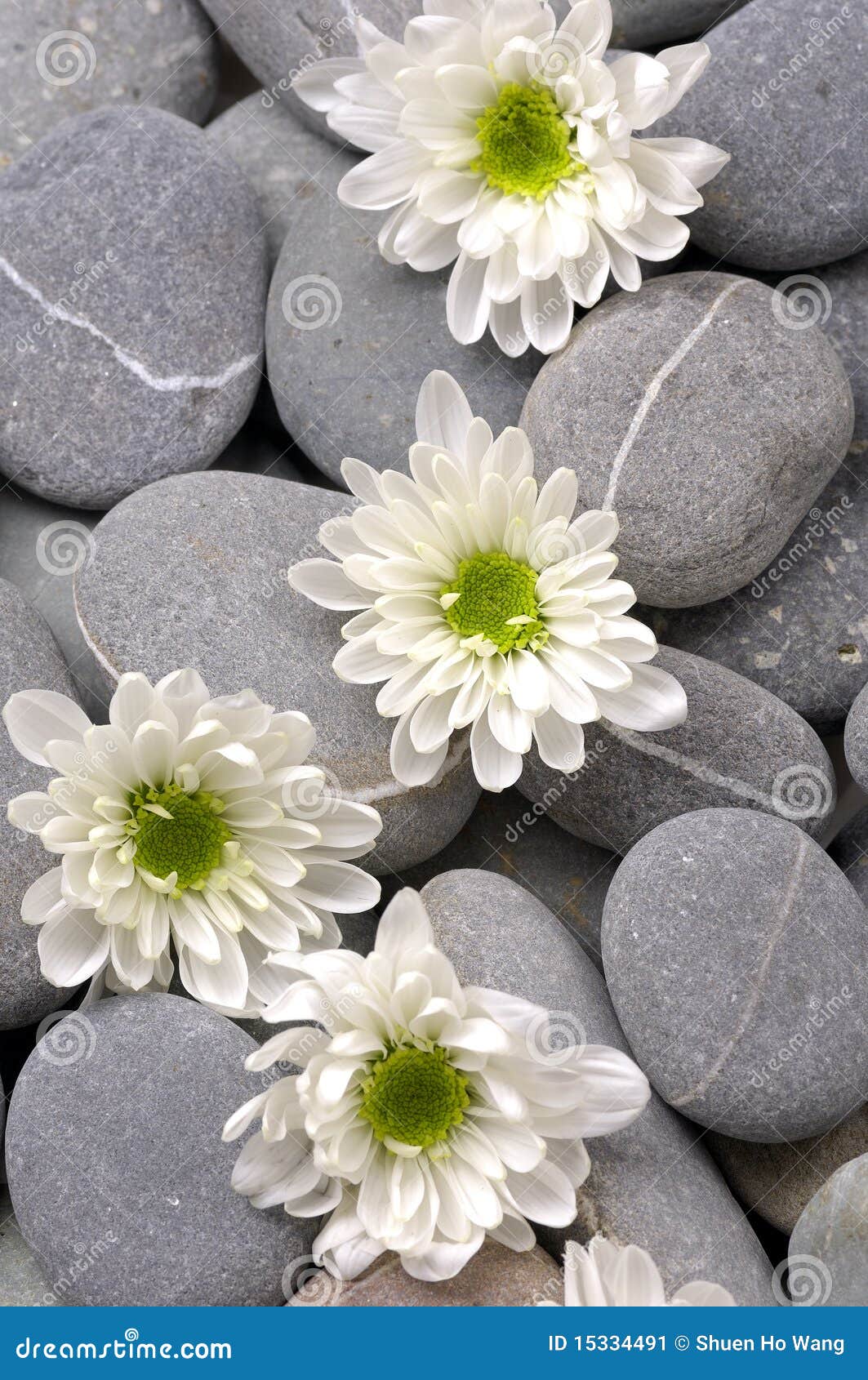 Chrysanthemums Flower with Zen Stones Stock Image Image of spirit