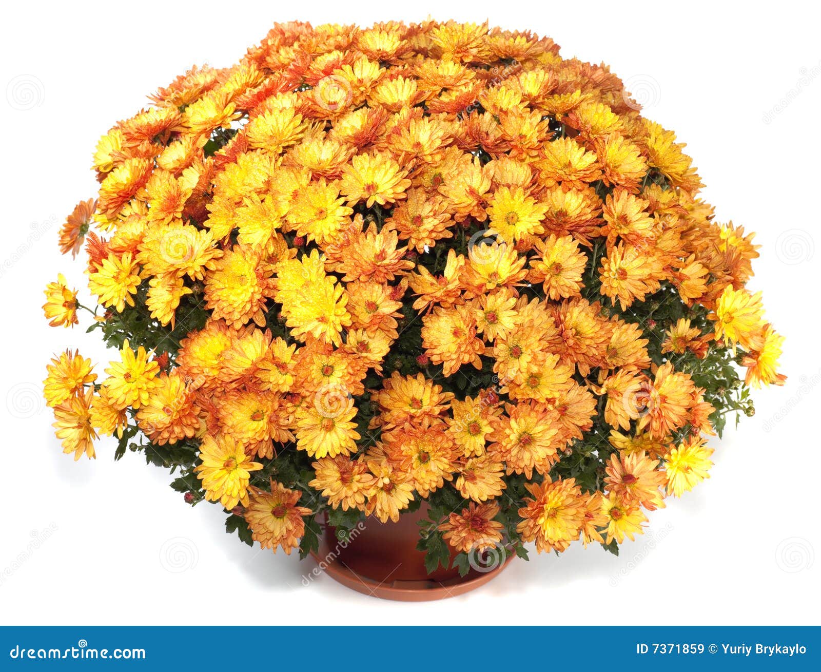 chrysanthemums in flowerpot