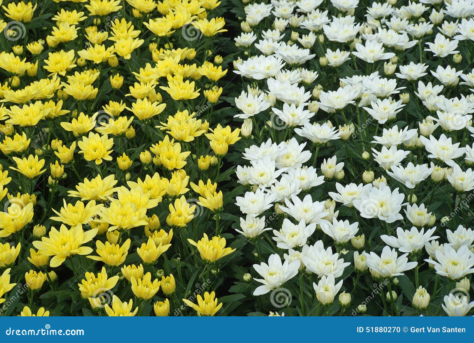 Chrysanthemums Growing In Commercial Greenhouse Stock Photo  Image 