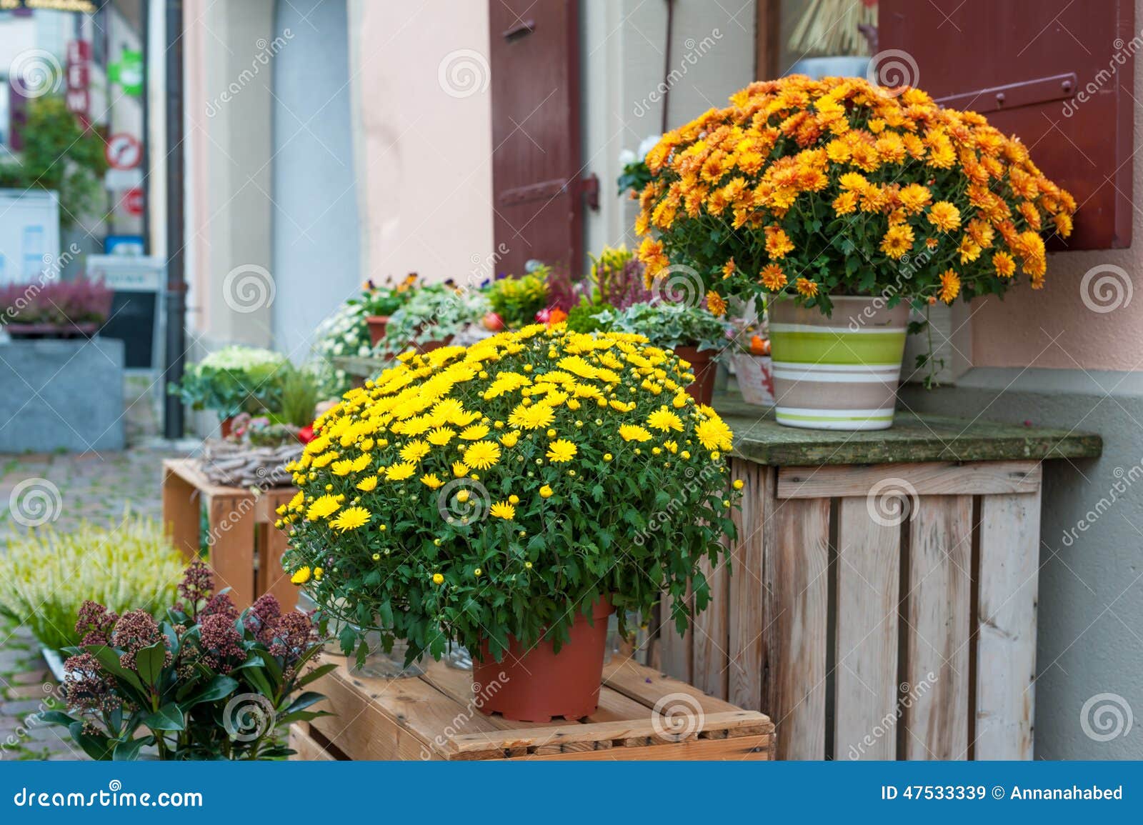 Chrysanthemums in pots stock image. Image of bouquet 47533339