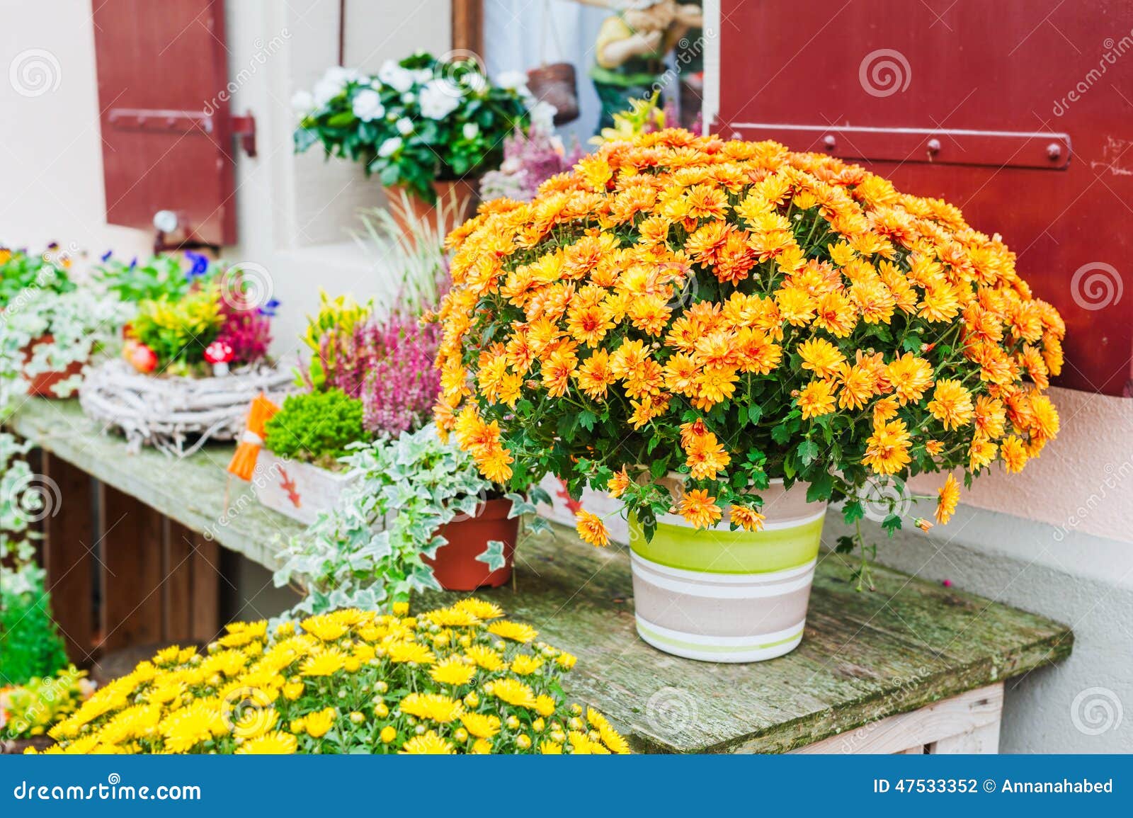 Chrysanthemums in pots stock photo. Image of bouquet 47533352