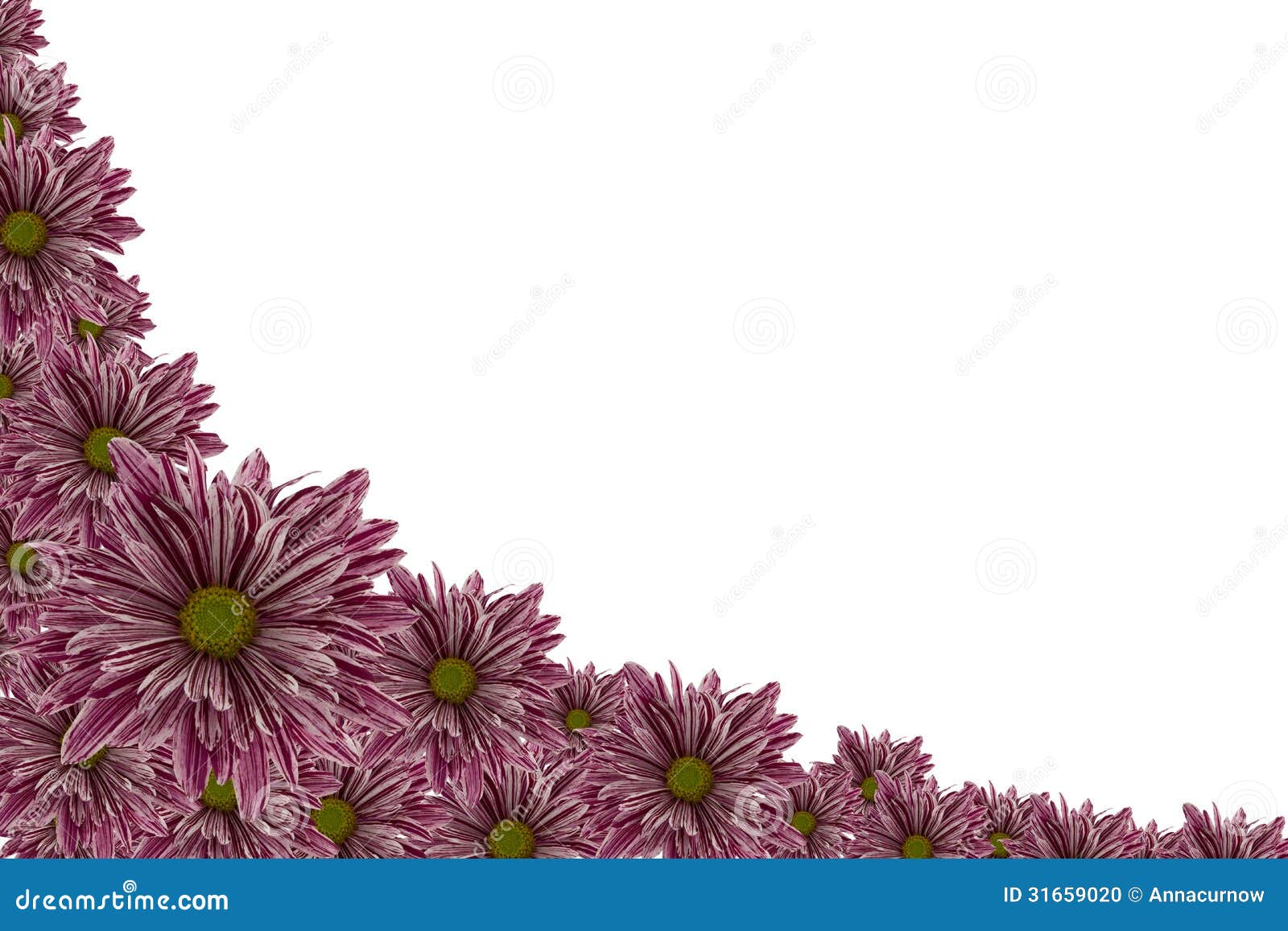 Chrysanthemums Stock Illustration Illustration Of Celebration 31659020