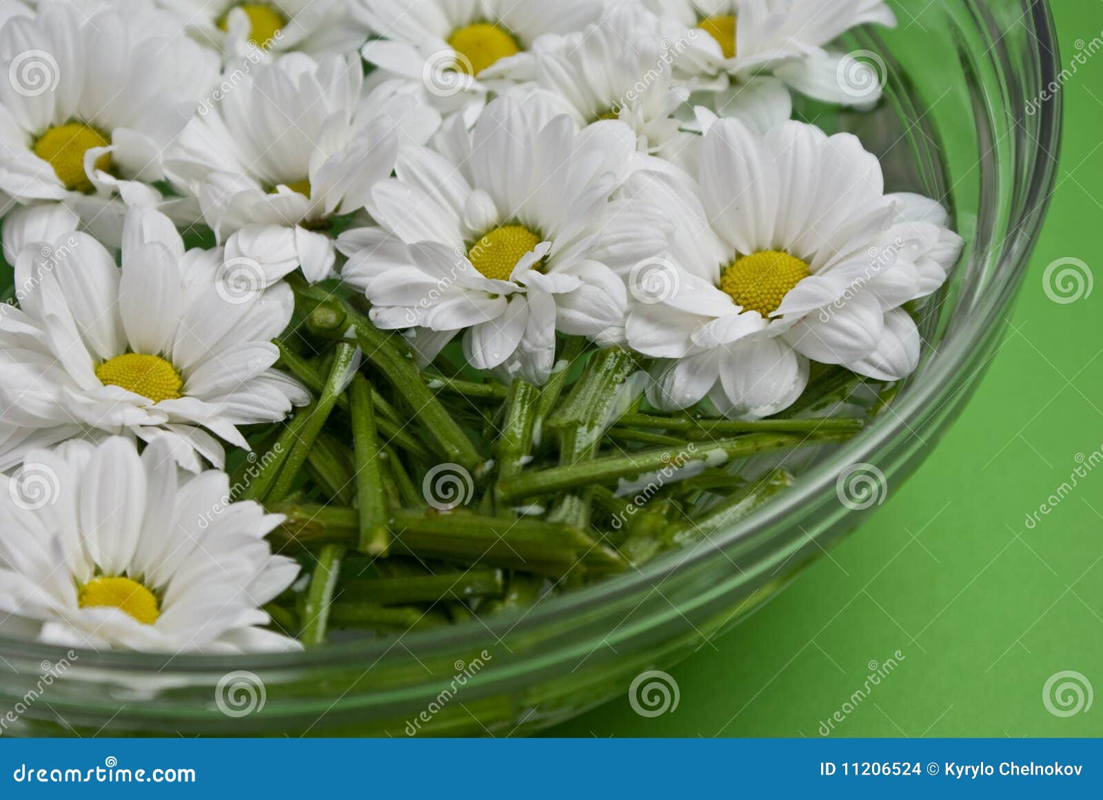 Chrysanthemums in water stock photo. Image of cuted, flower 11206524