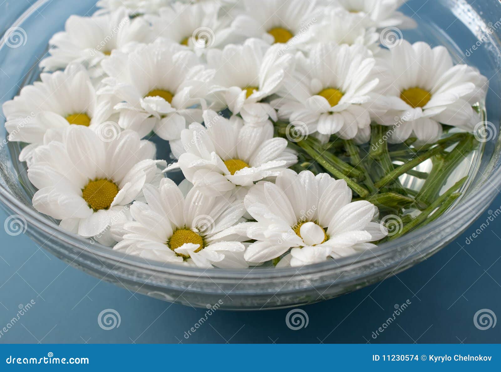 Chrysanthemums in water stock photo. Image of green, cuts 11230574
