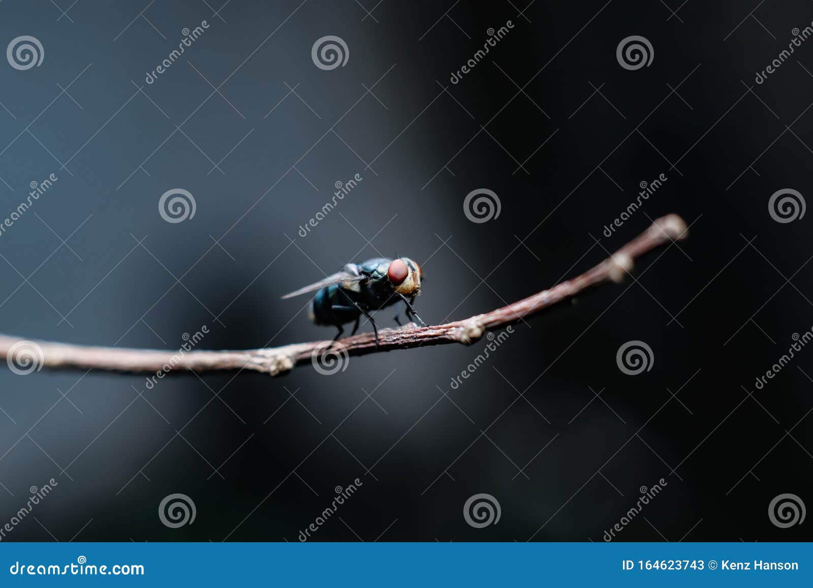 chrysomya megacephala, better known as oriental latrine flies, is a member of the calliphoridae family flies. this is a warm wea