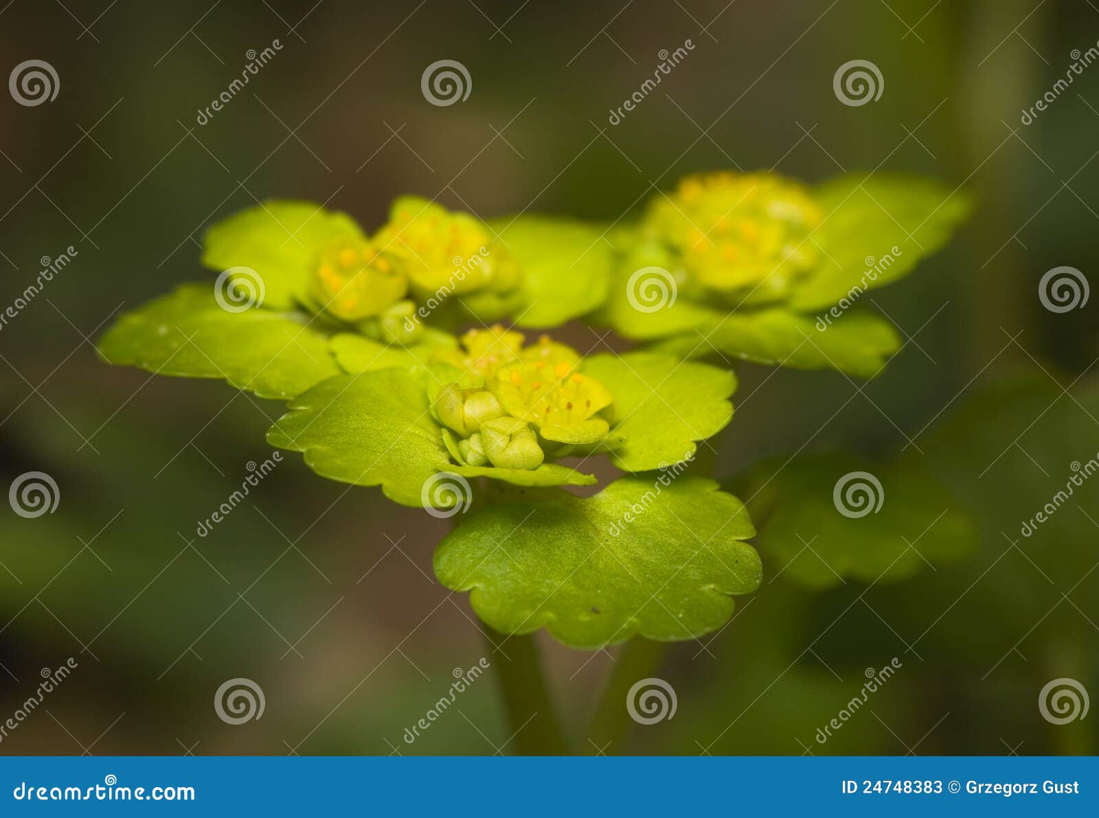 Chrysosplenium Alternifolium Stock Image Image of petal, yellow 24748383