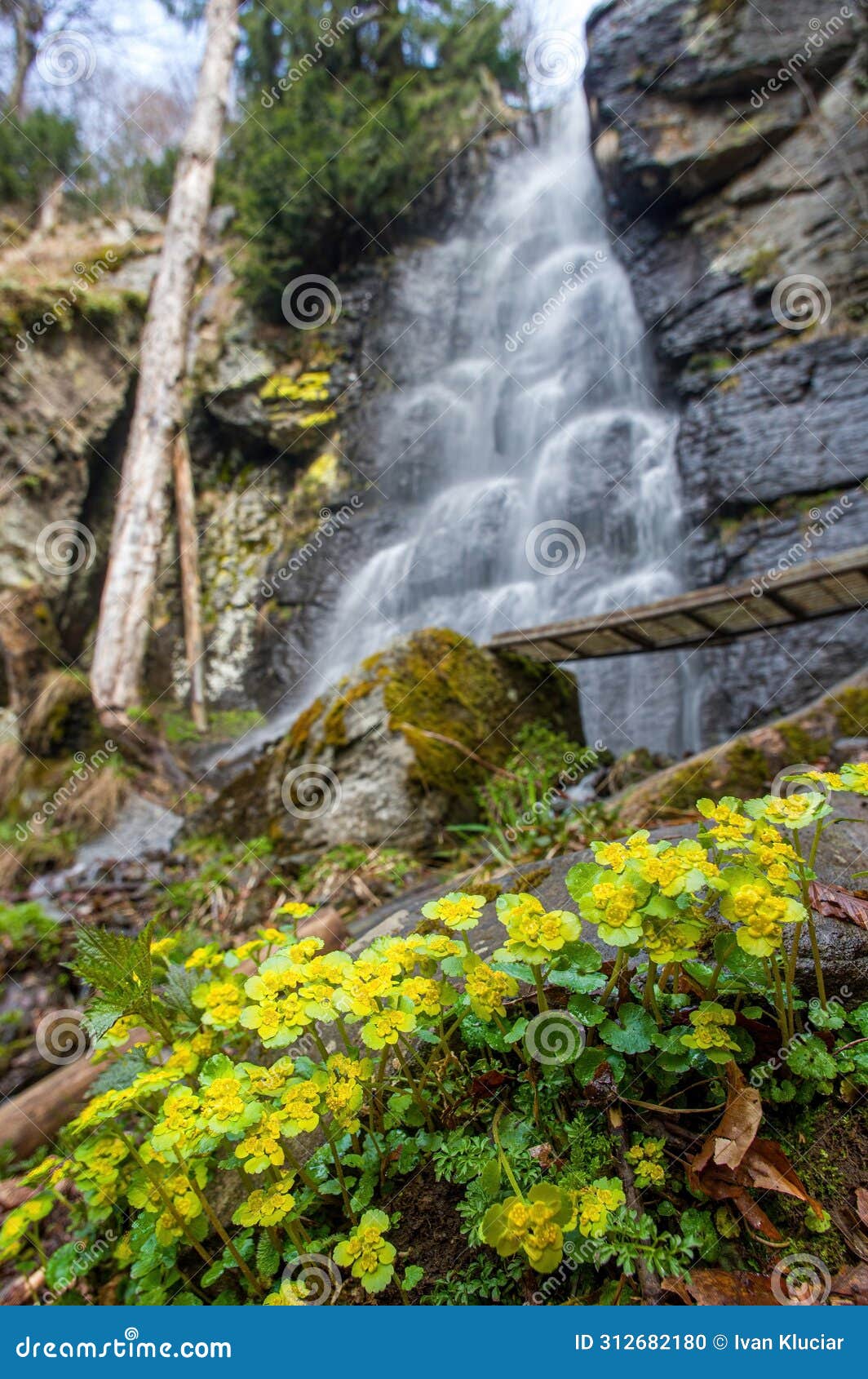 chrysosplenium alternifolium blooms in the wild in spring. in the background, a waterfall, water flowing over the rocks.