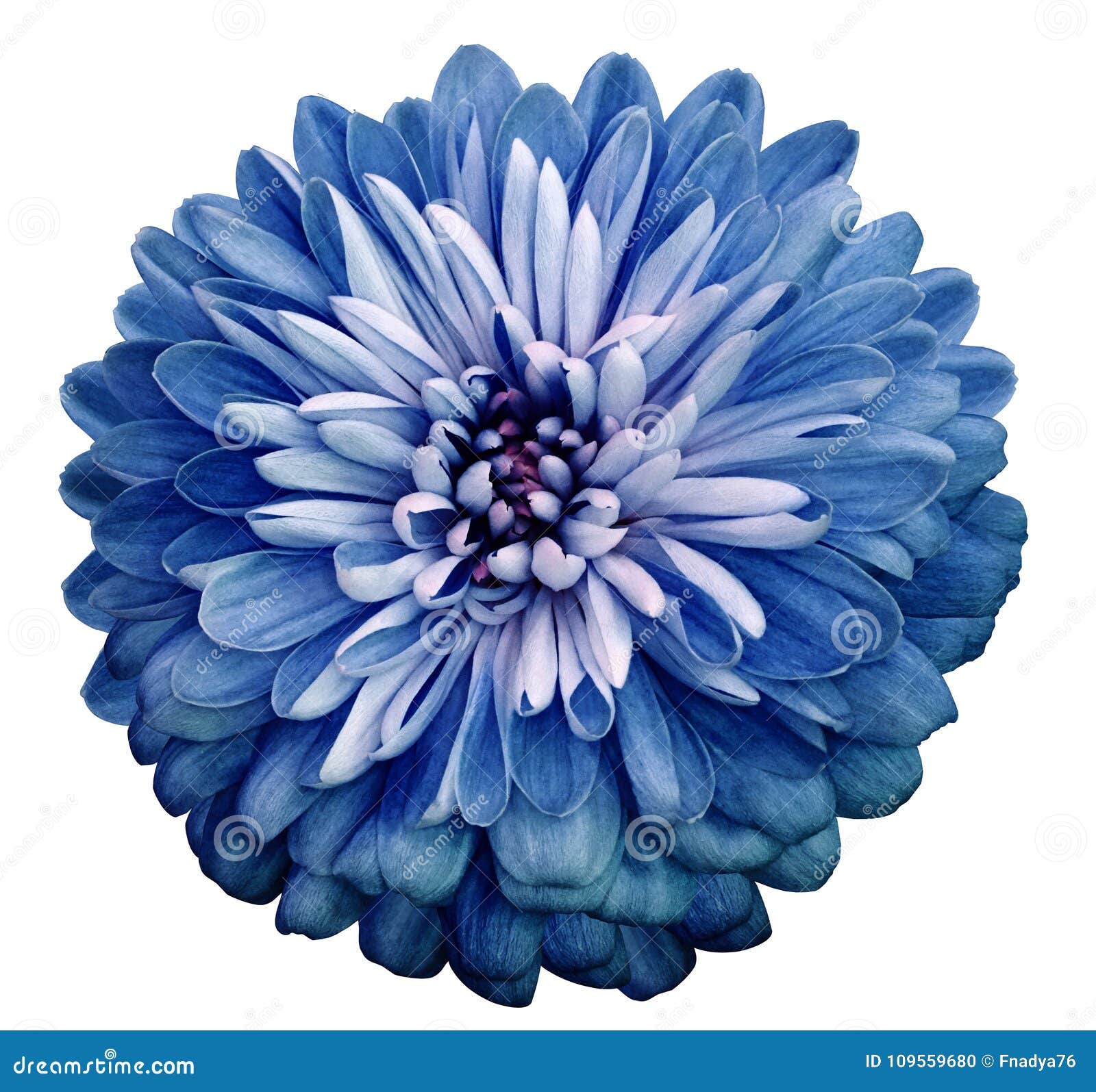 Chryzantema błękitny kwiat Na białym odosobnionym tle z ścinek ścieżką Zbliżenie żadny cienie Ogrodowy kwiat