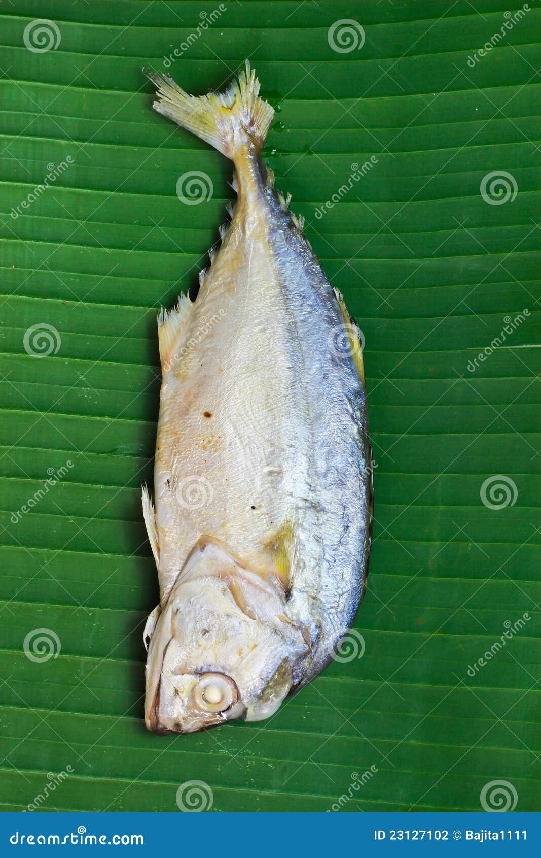 Chub mackerel stock photo. Image of edible, commercial 23127102