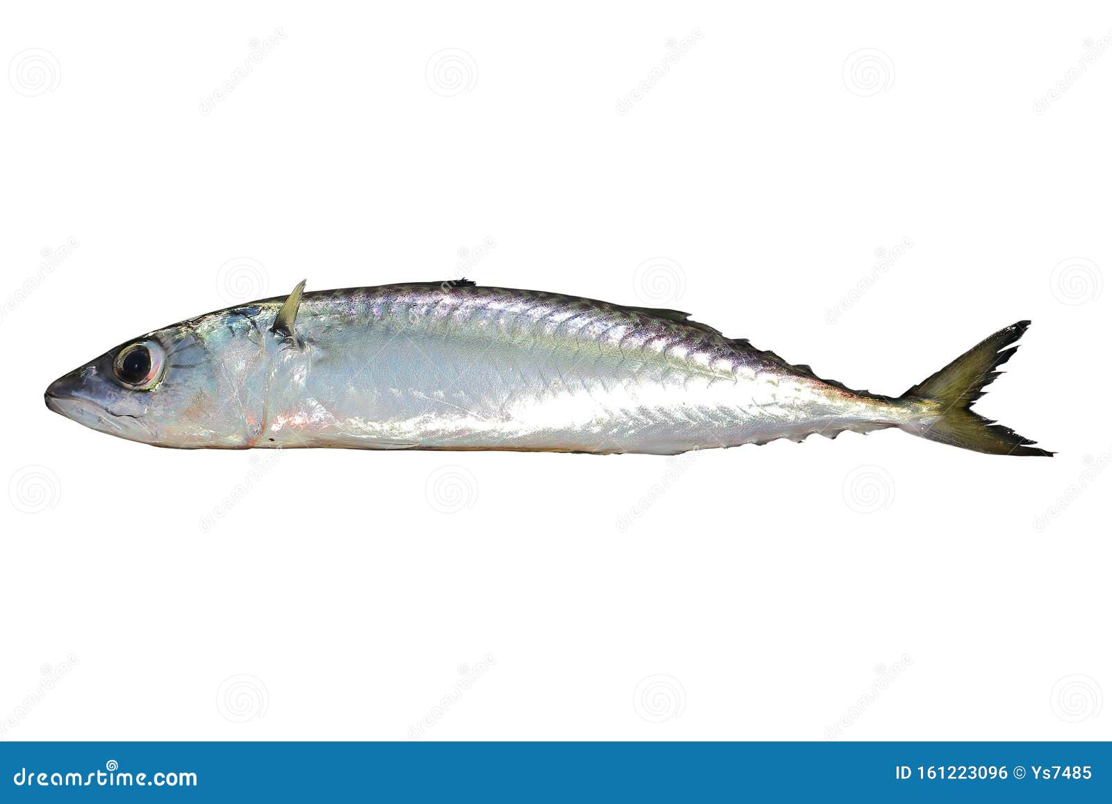 https://thumbs.dreamstime.com/z/chub-mackerel-pacific-mackerel-pacific-chub-mackerel-scomber-japonicus-fish-alive-isolated-white-background-chub-mackerel-161223096.jpg