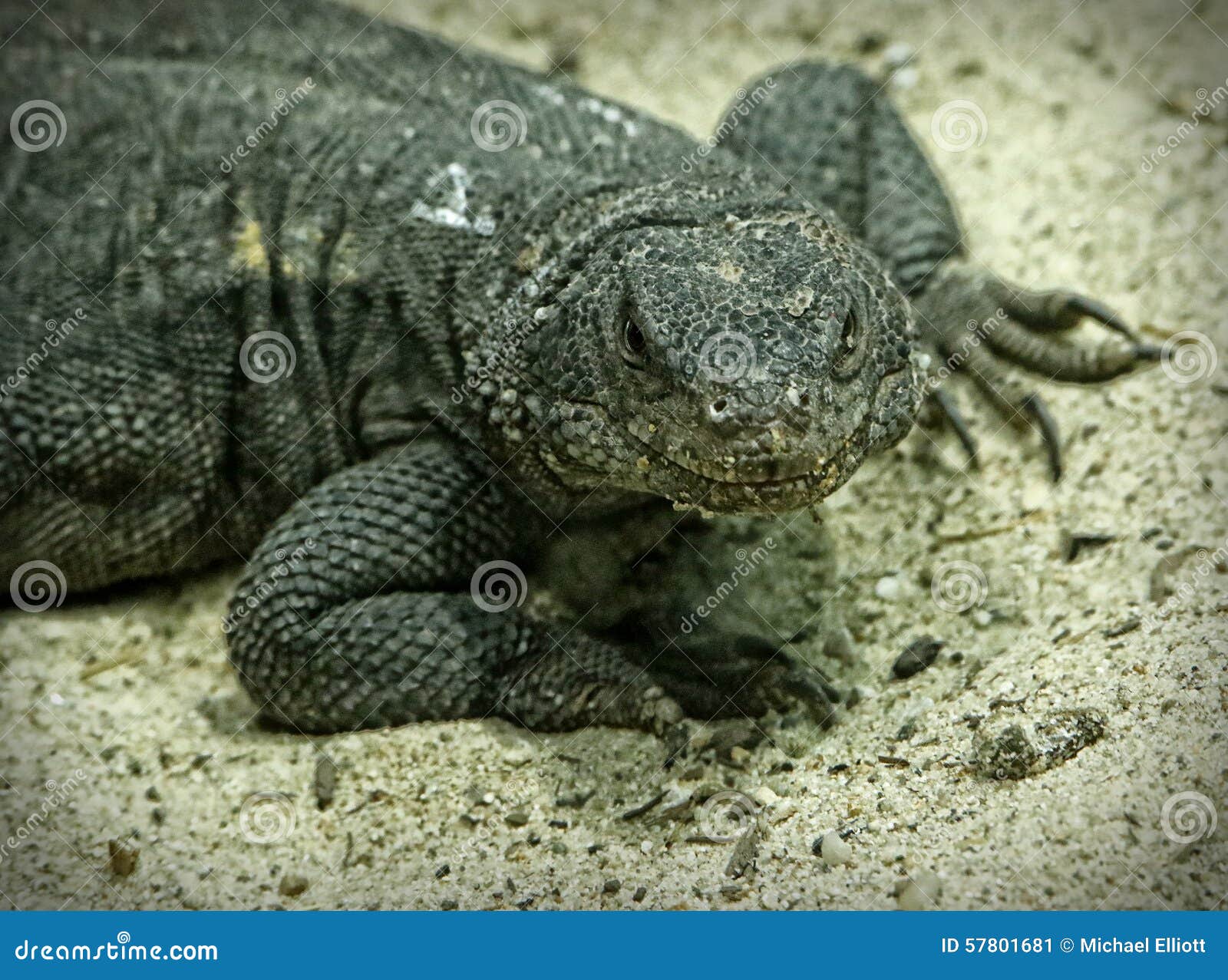 Chuckwalla stock image. Image of arizona, diurnal, detail - 57801681