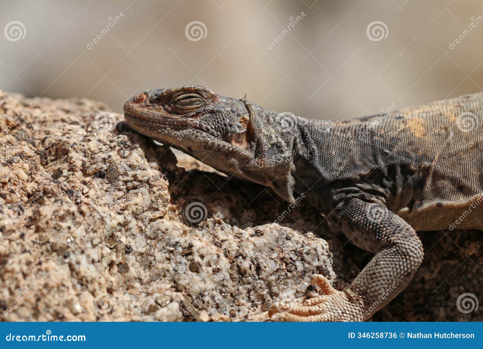 a chuckwalla lizard (sauromalus ater) with its eyes closed
