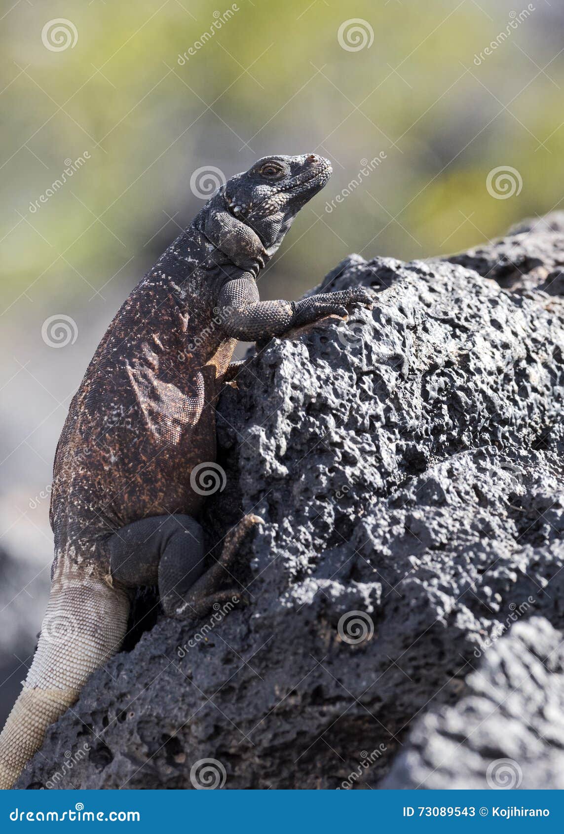 Chuckwalla Lizard stock image. Image of green, wildlife - 73089543