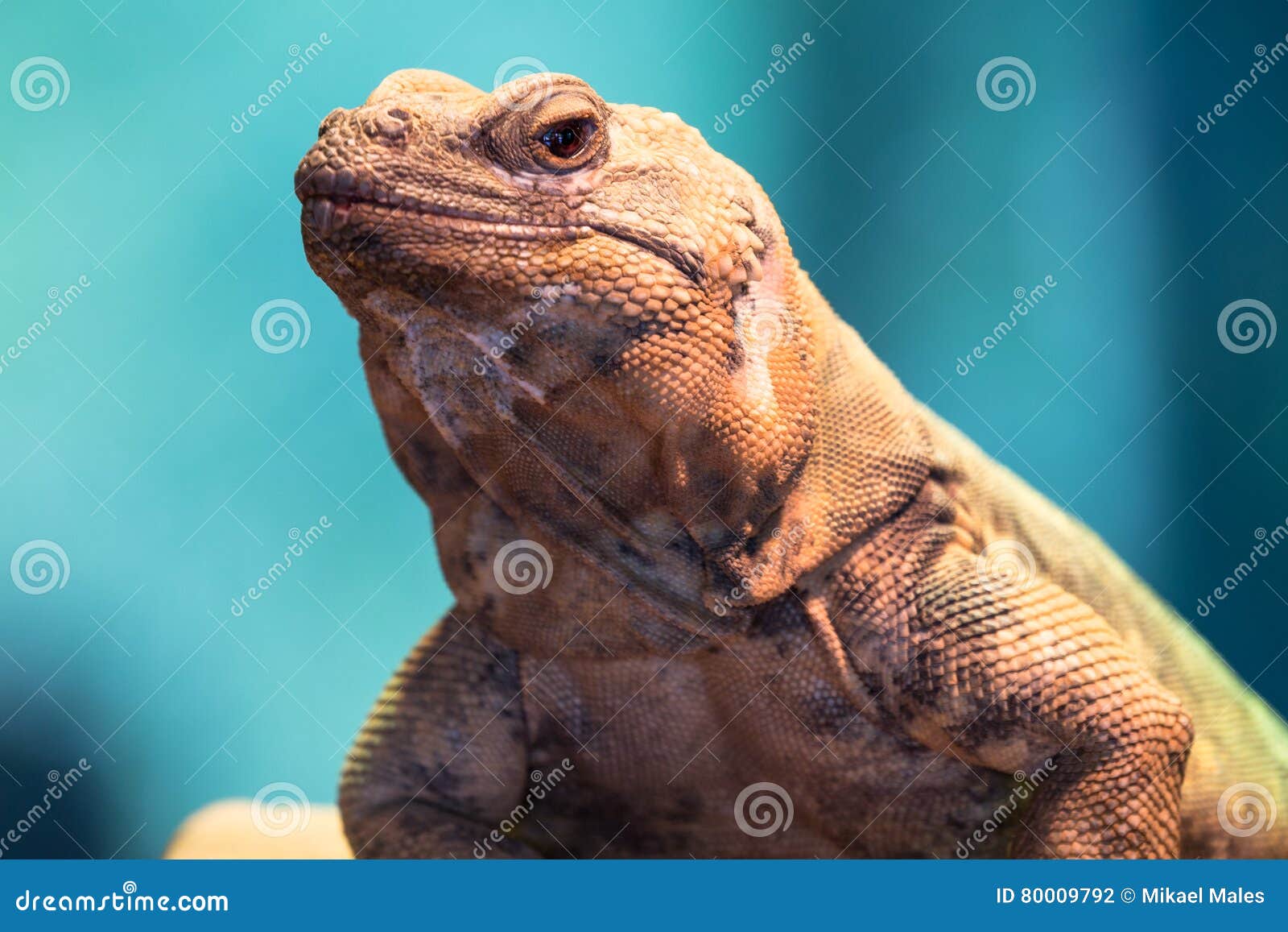 Chuckwalla portrait stock photo. Image of blue, reptile - 80009792