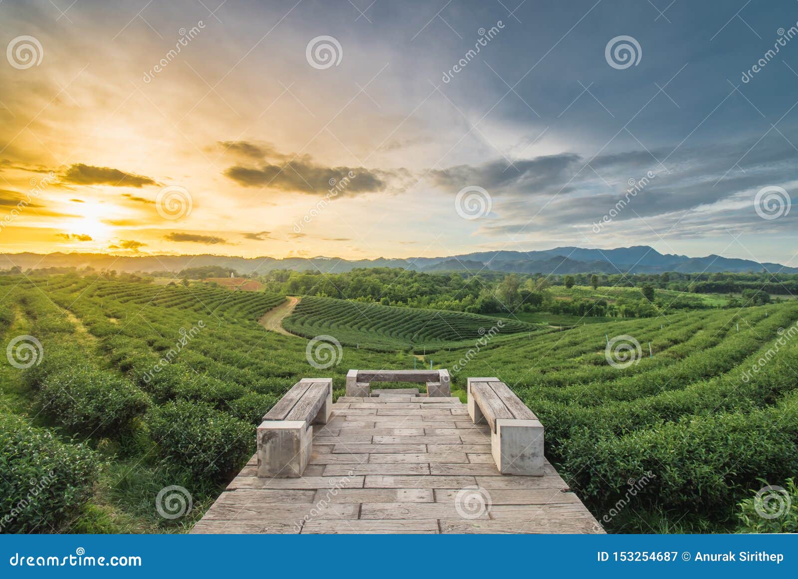 beautiful sunsets at chui fong tea plantation