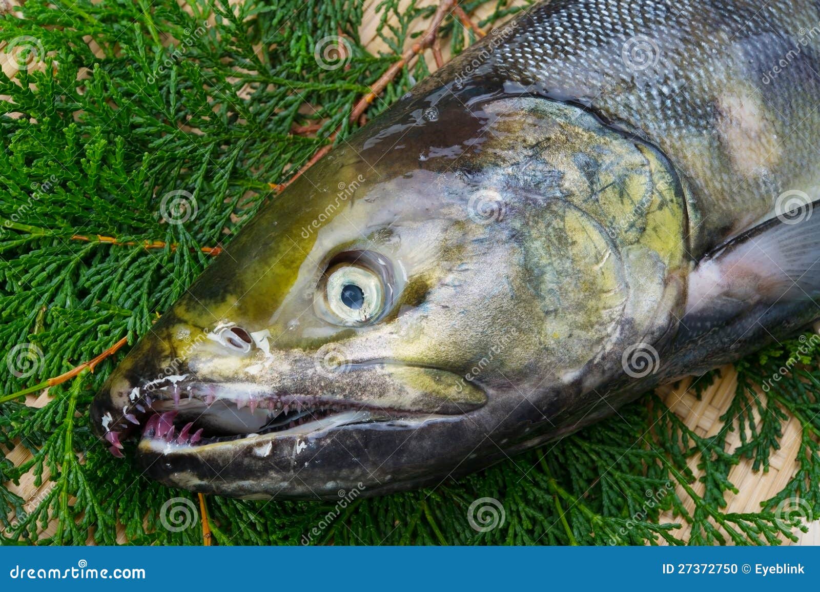 Chum salmon stock photo. Image of fish, animal, seafood 27372750