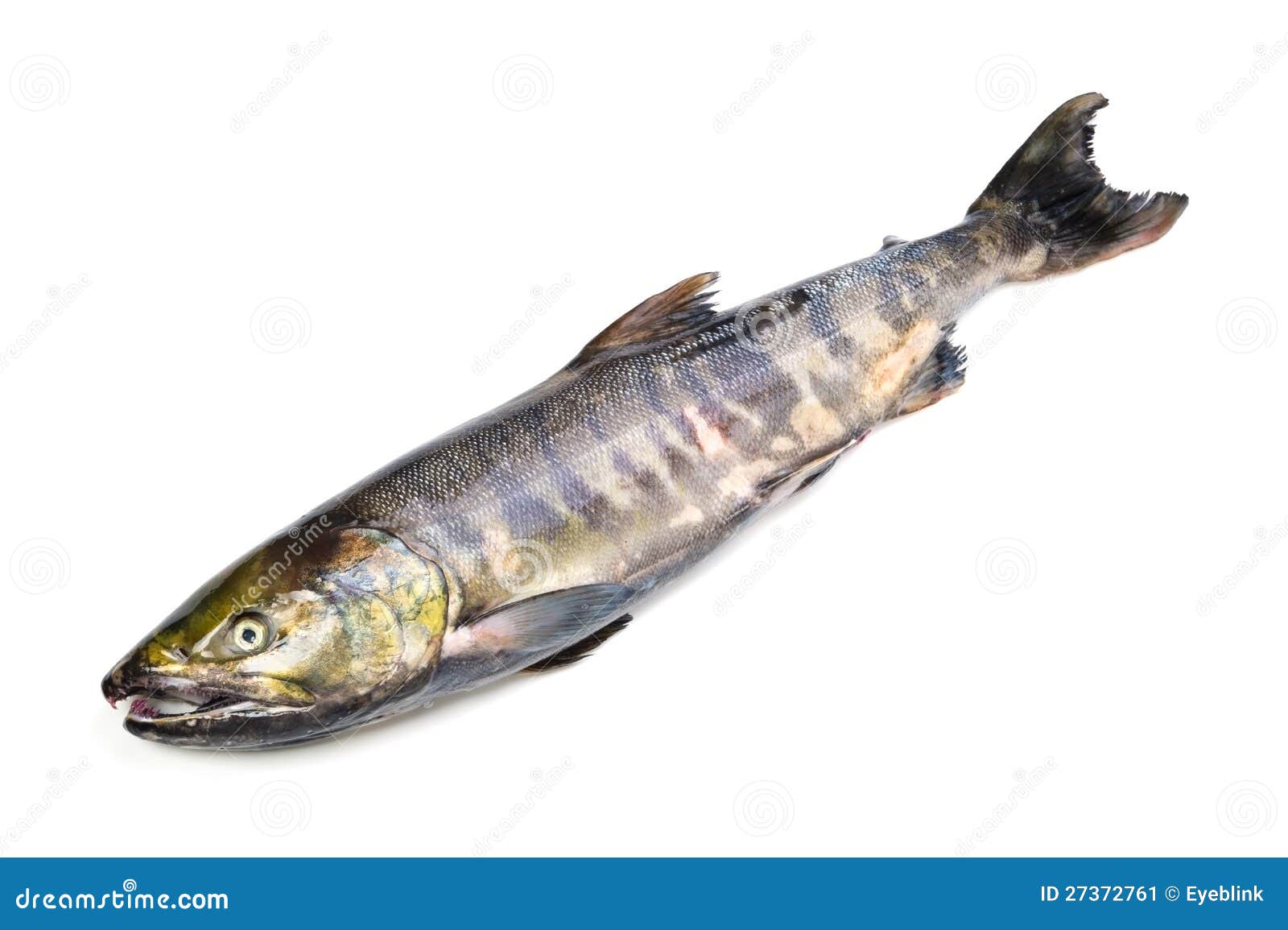 2,293 Fish Chum Stock Photos - Free & Royalty-Free Stock Photos from  Dreamstime