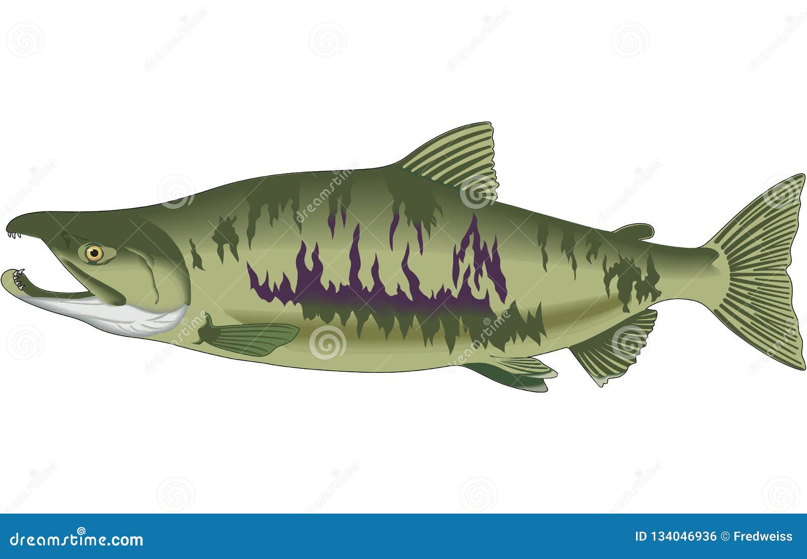 Chum Salmon Illustration stock vector. Illustration of food 134046936
