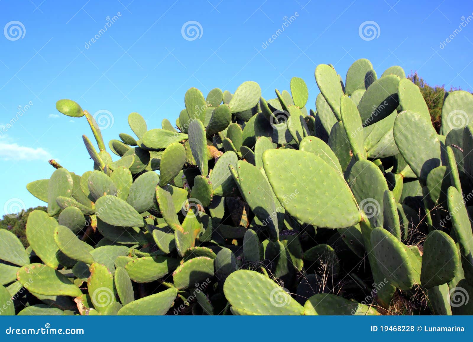 chumbera nopal cactus plant blue sky