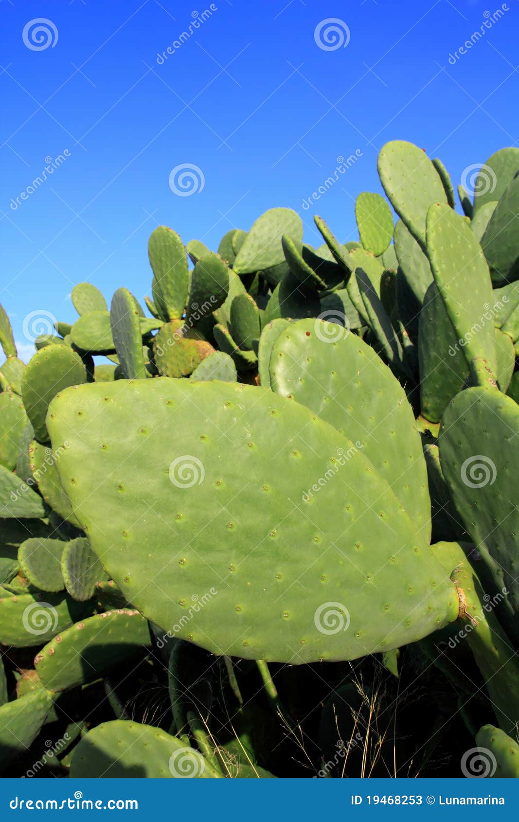 chumbera nopal cactus plant blue sky