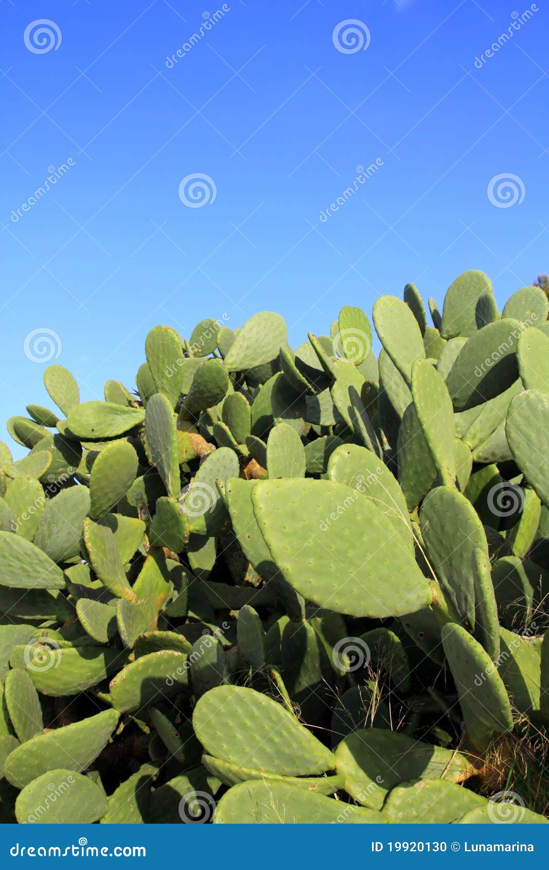 chumbera nopal cactus plant blue sky