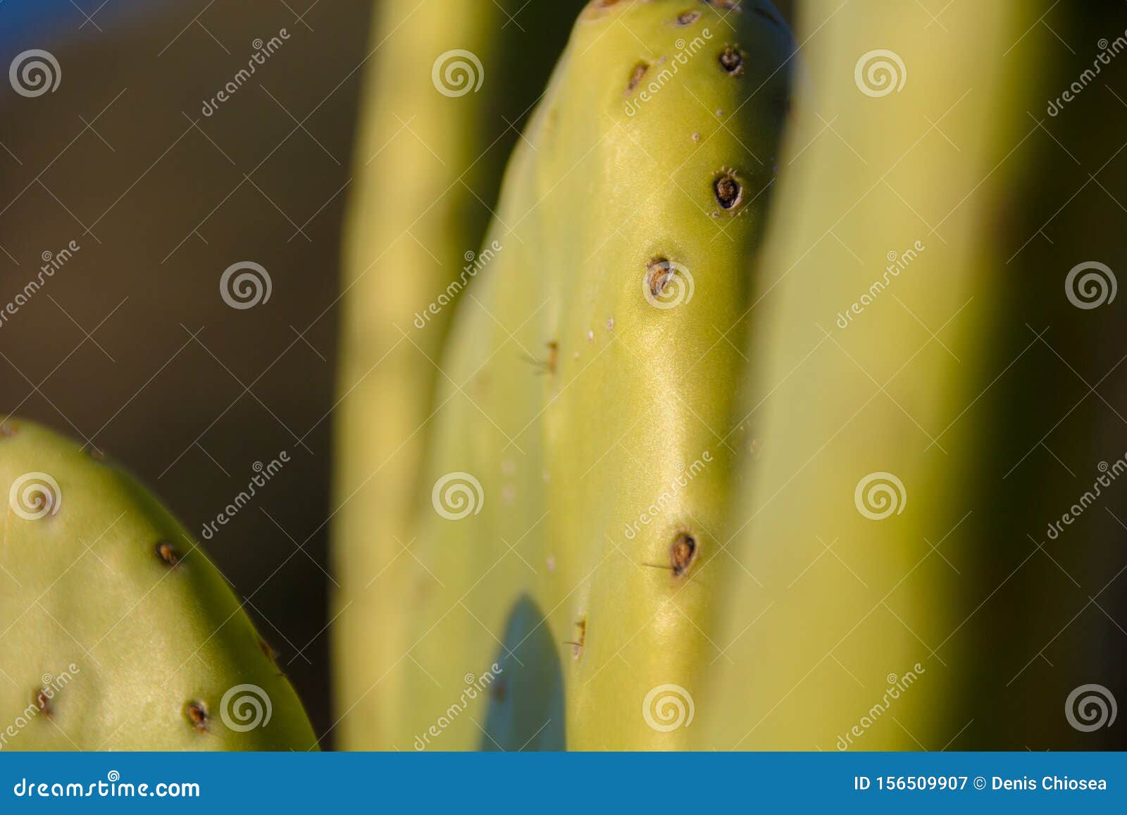 chumbera nopal cactus in a spanish beach