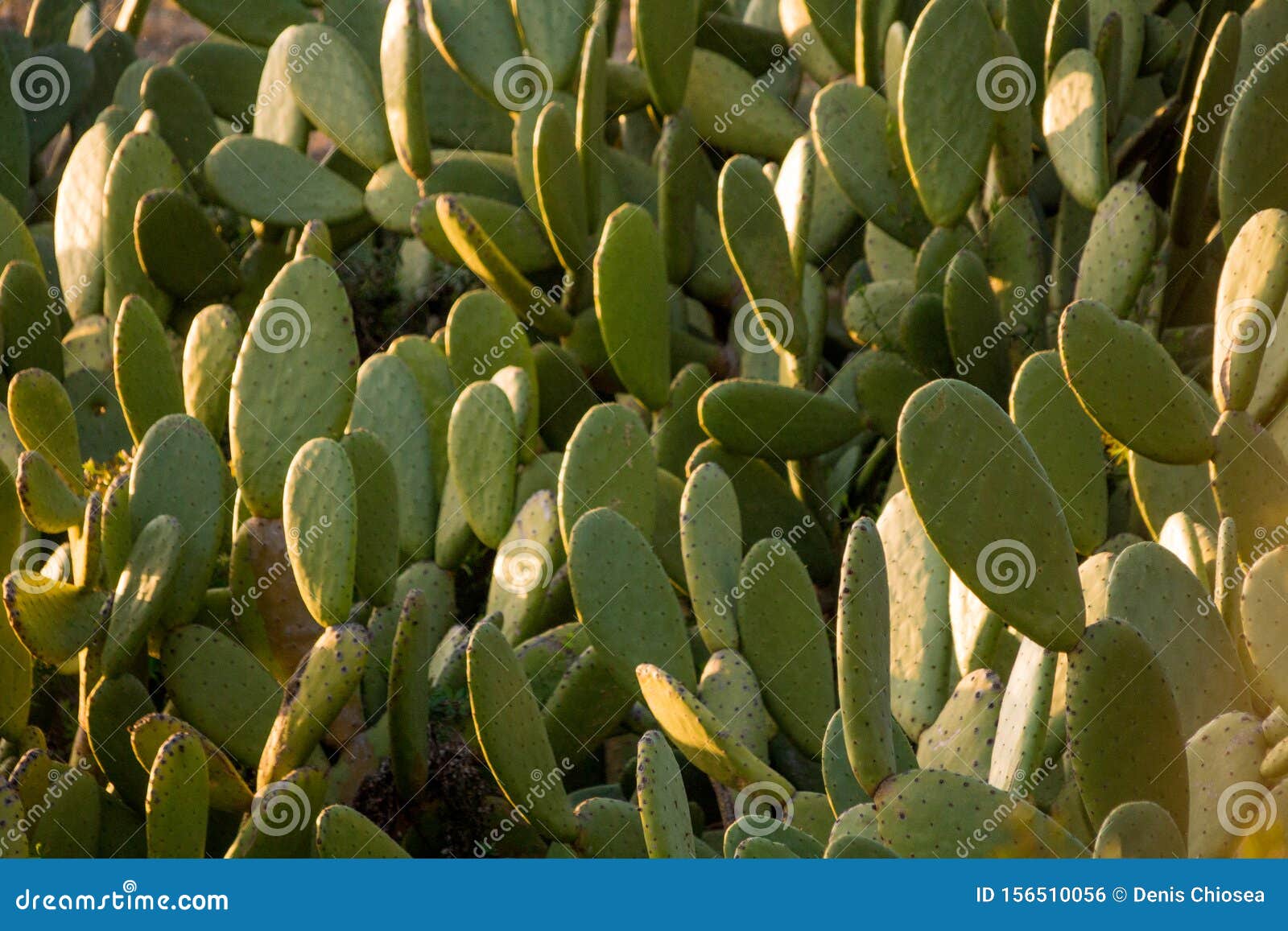chumbera nopal cactus in a spanish beach