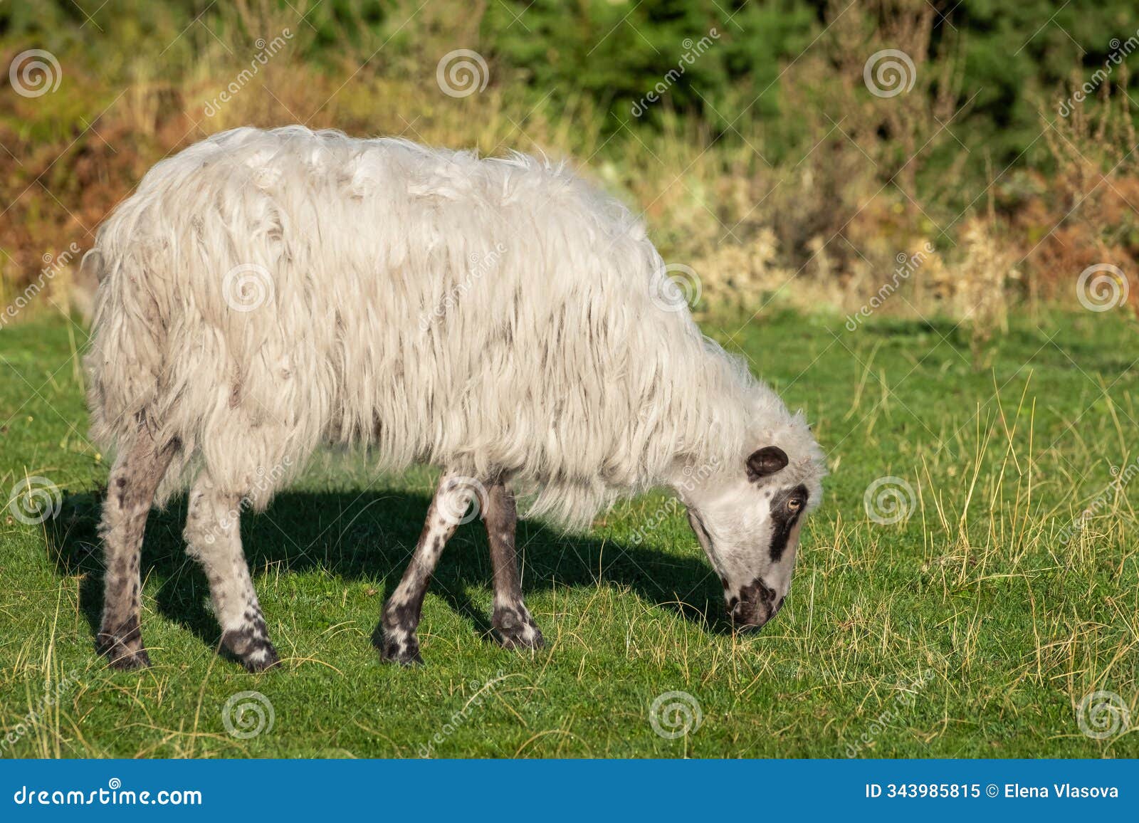 churra-breed-sheep-mountains- churra-breed-sheep-mountains-