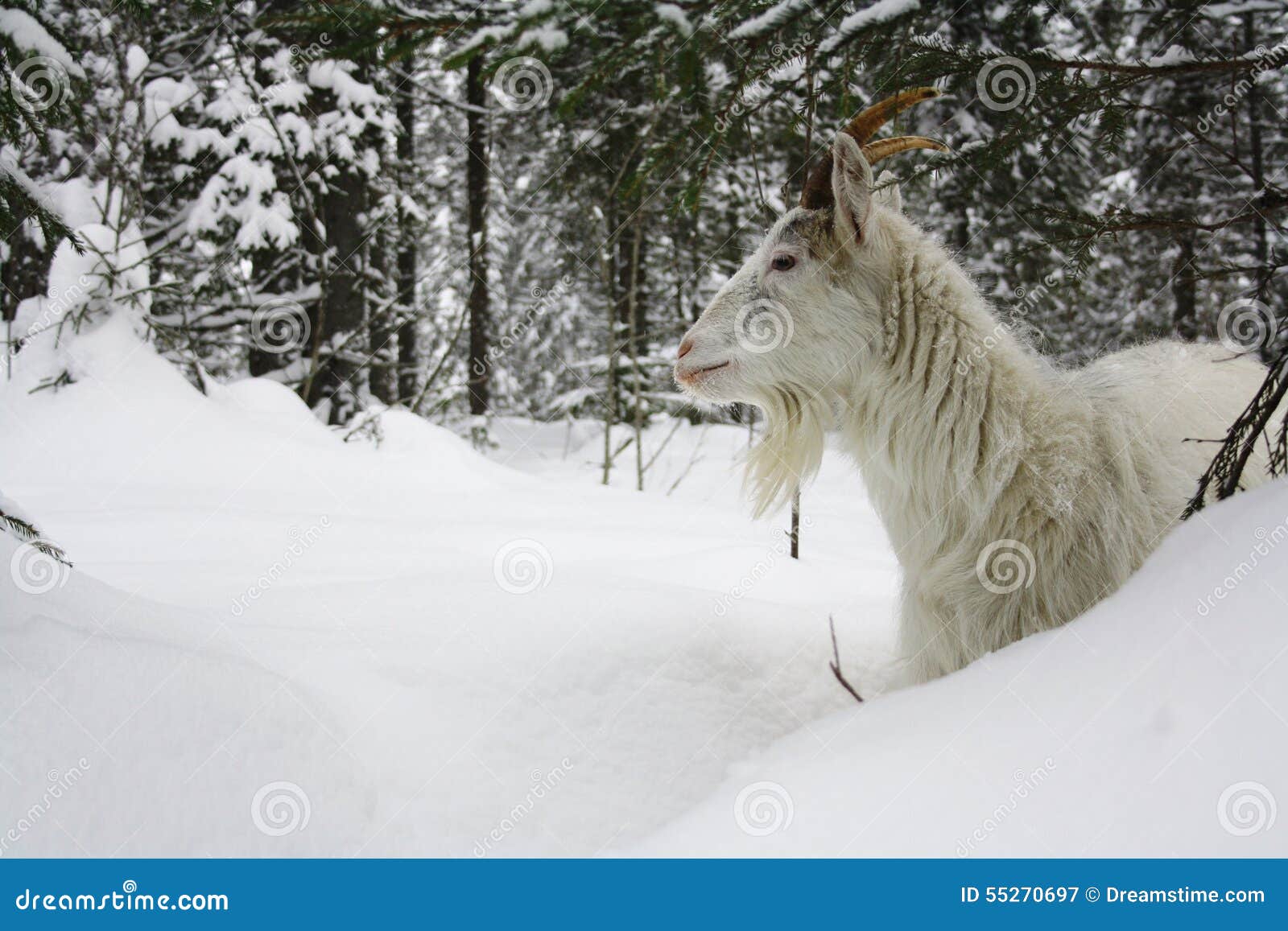 Chèvre Dans La Neige Photos Stock Téléchargez 1,208 Photos libres de