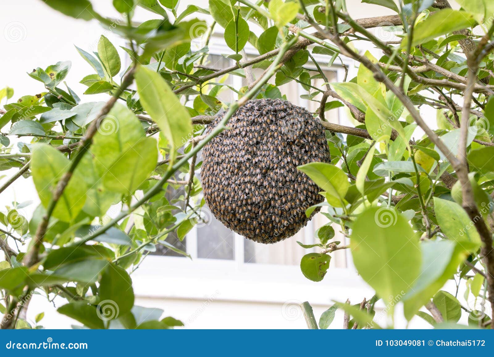 Ciérrese Para Arriba De Abejas En El Panal Con El árbol De Limón Colmenas  En Un Colmenar Imagen de archivo - Imagen de exterior, licencia: 103049081