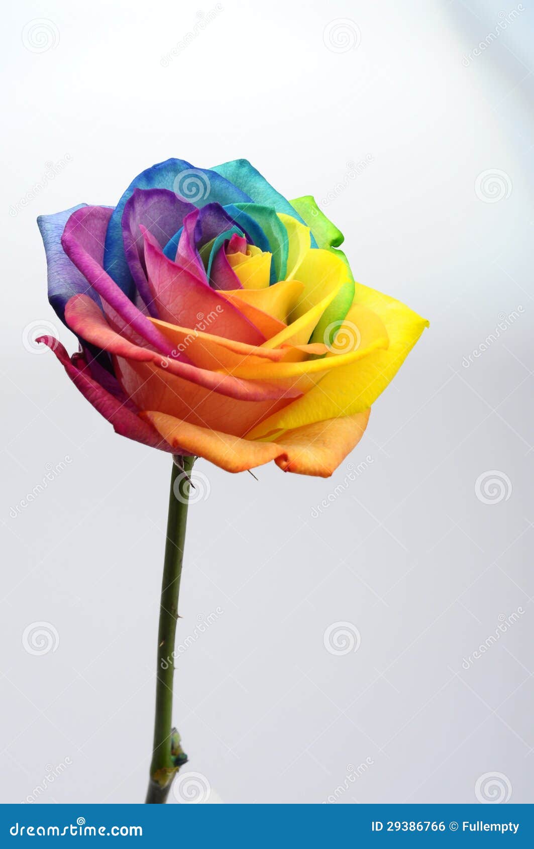 Ciérrese Para Arriba De La Flor Color De Rosa Del Arco Iris Foto de archivo  - Imagen de rojo, perfecto: 29386766