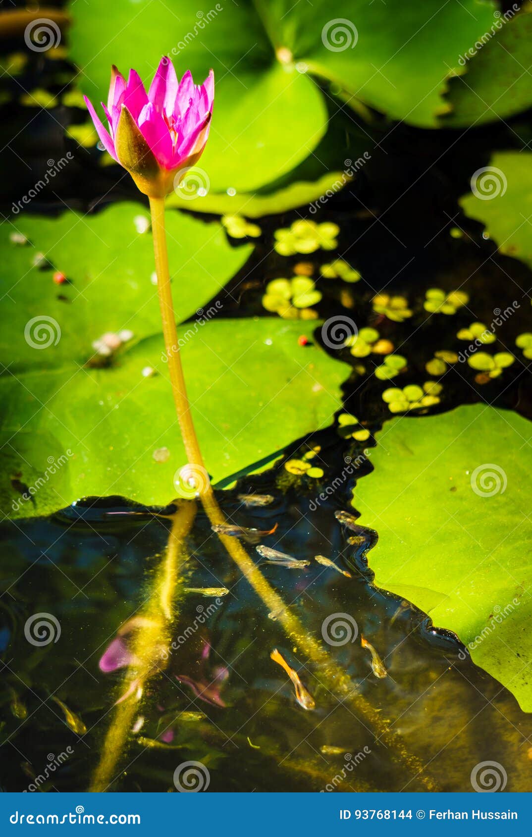 Cierrese Para Arriba De La Flor De Loto De La Lila En La Charca Con Los Pescados Del Bebe Foto De Archivo Imagen De Agua Flotador Cierrese Para Arriba De La Flor De Loto De La Lila En La Charca Con Los Pescados Del Bebe Foto De Archivo Imagen De Agua Flotador