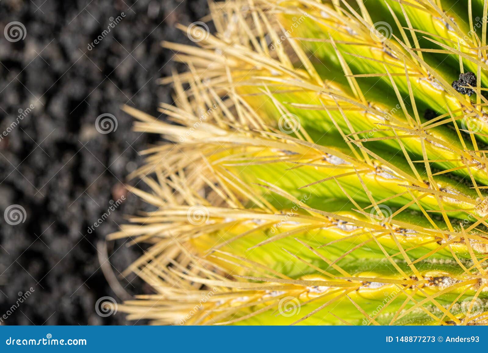 Ci?rrese para arriba del grusonii de Echinocactus del cactus de barril de oro. Conocido popular como el cactus de barril de oro, la bola de oro o el amortiguador de la suegra