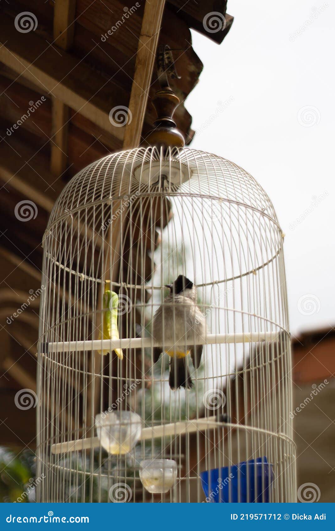 Bird in the Cage stock photo. Image of lighting, table 219571712