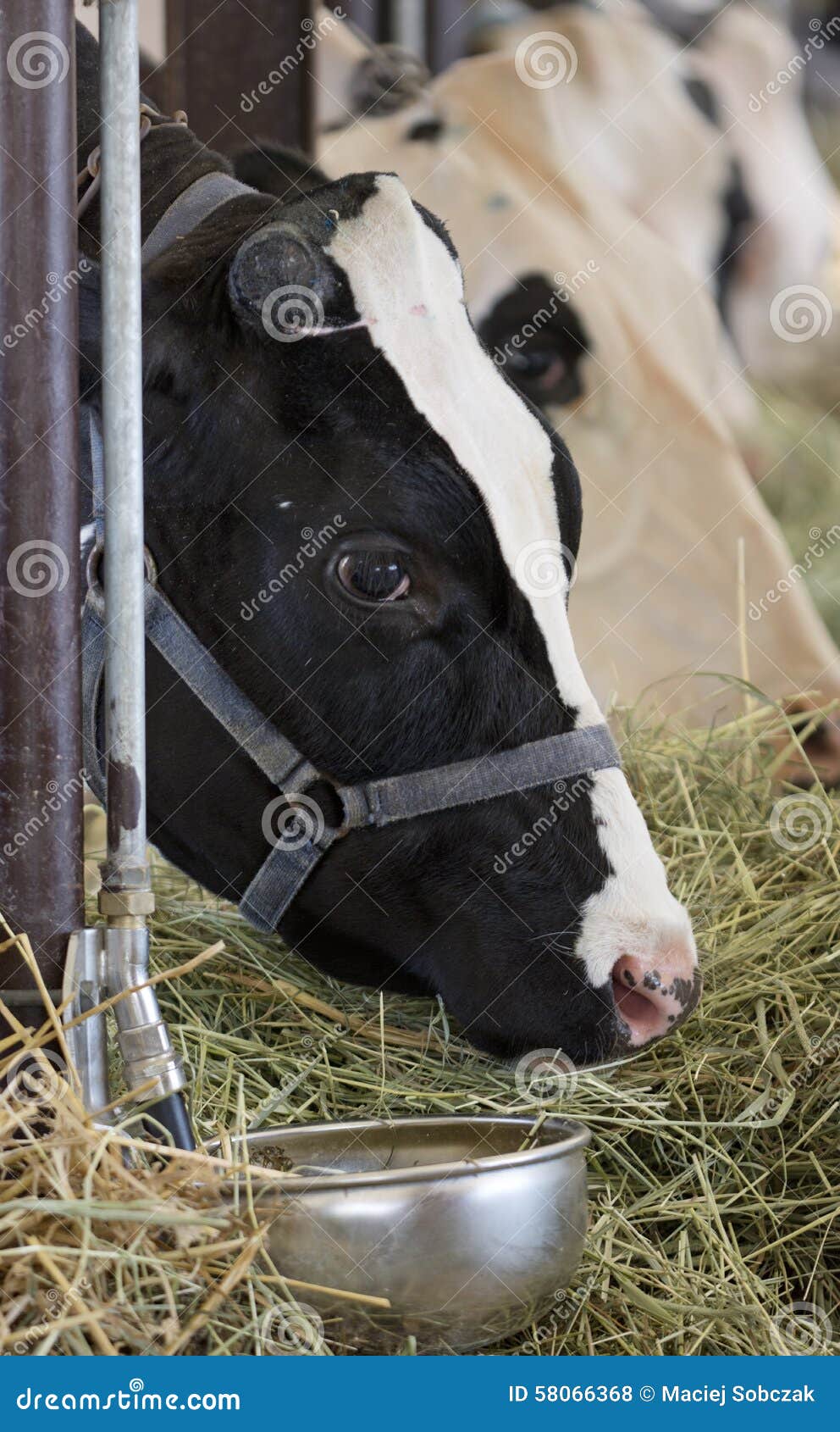 Cibo delle mucche nel granaio
