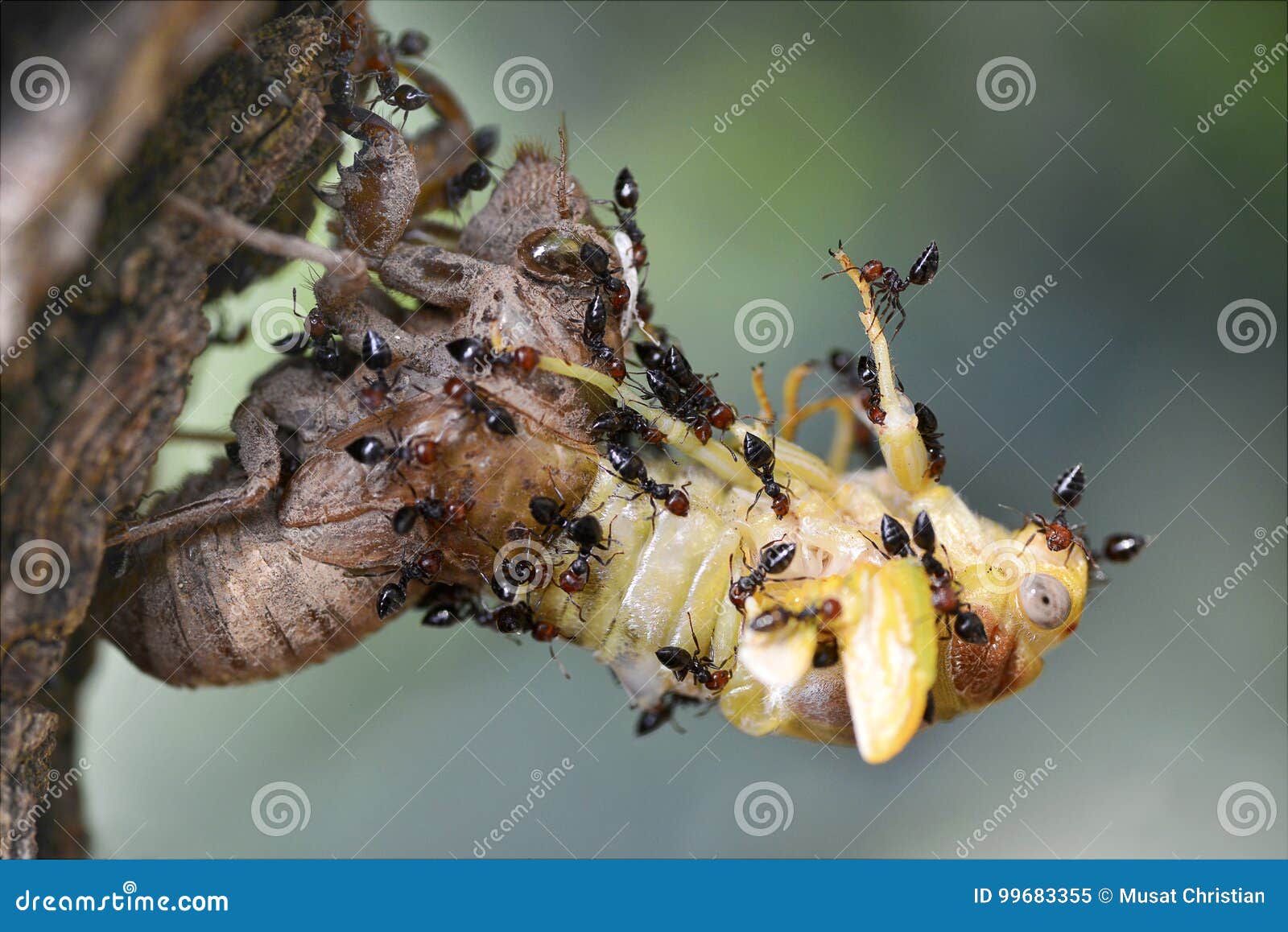 Cicada attacked by ants stock image. Image of kill, macro 99683355