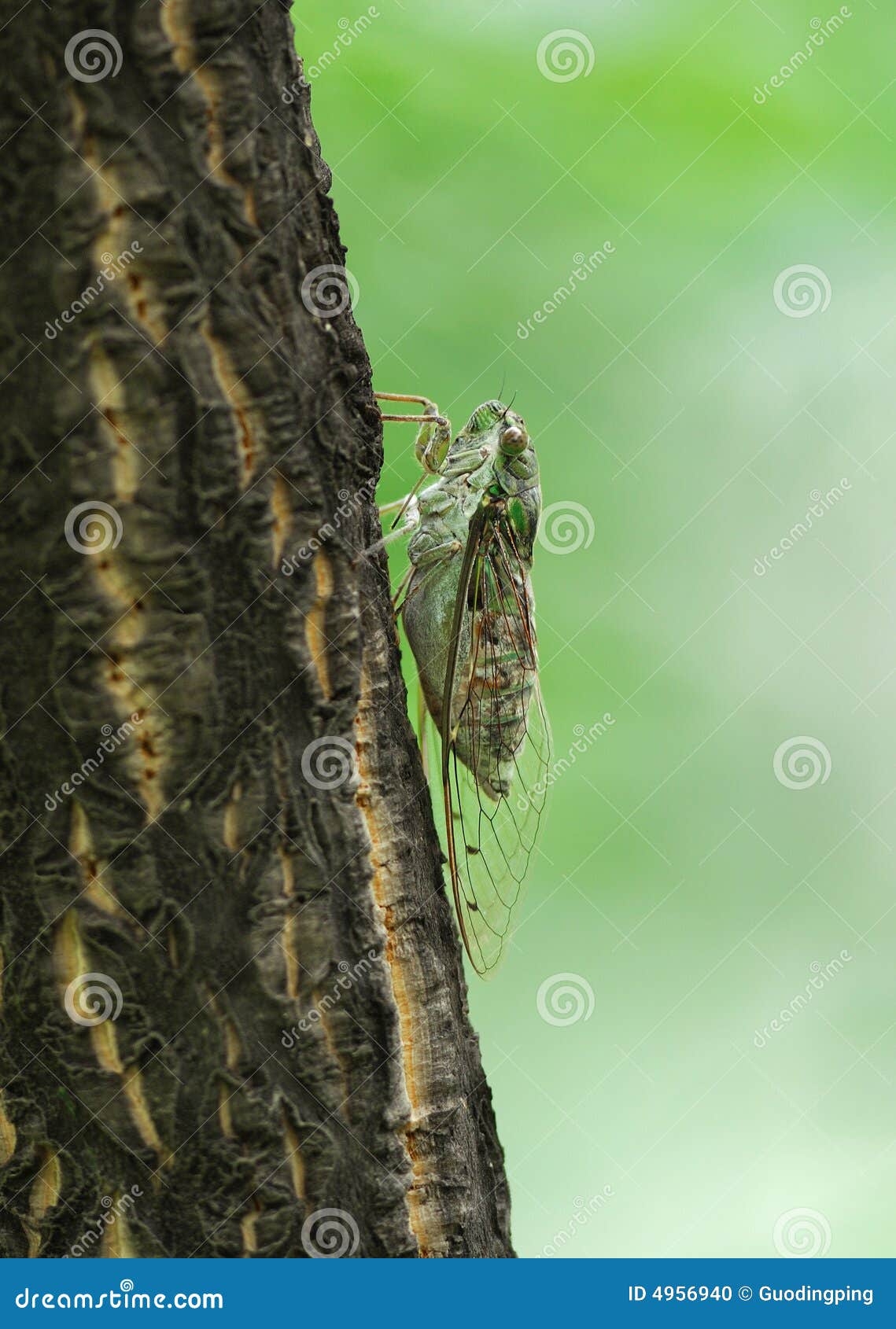 cicada on bole