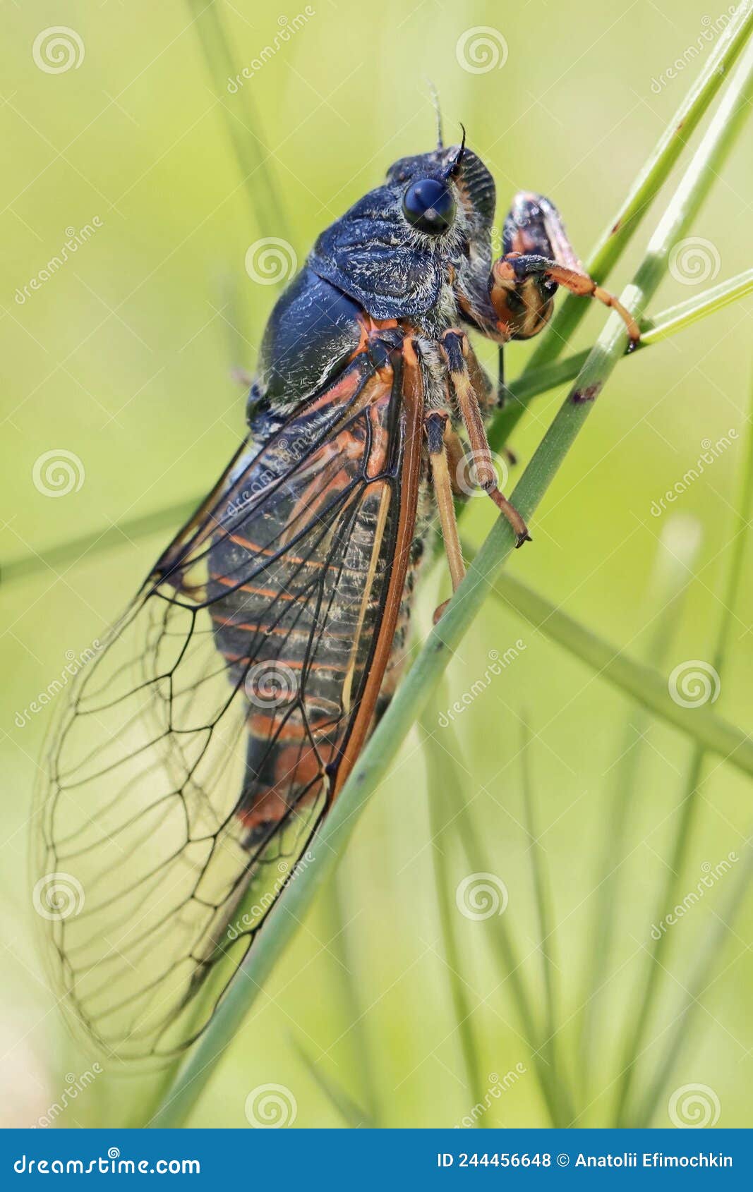 cicada cicadidae. males chirp, or sing, mostly during the hottest time of the day.