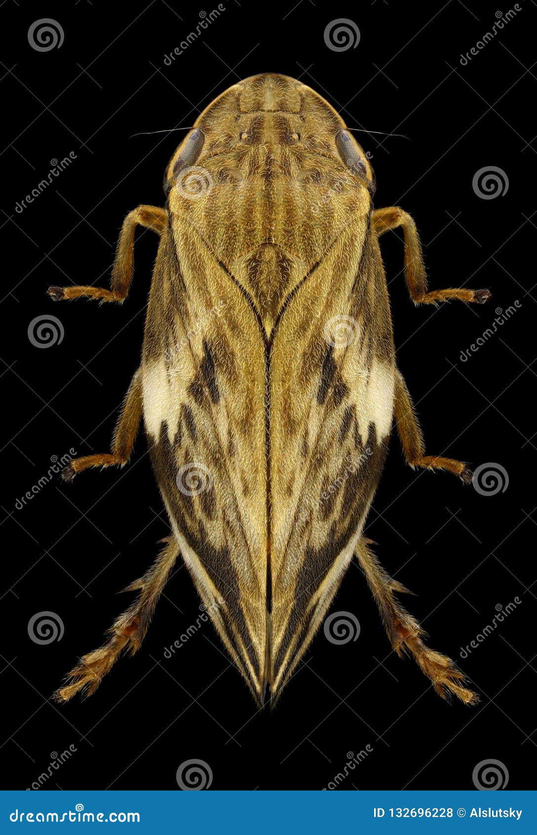 cicada clovia conifera