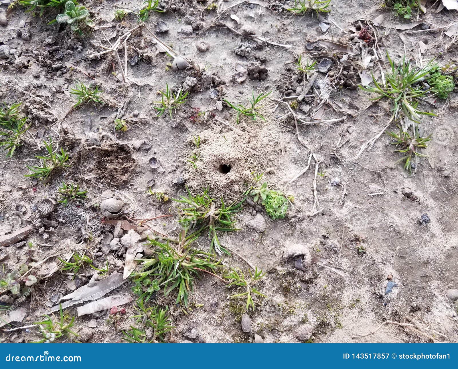 Cicada Dirt Mounds or Holes in the Ground or Lawn Stock Image Image