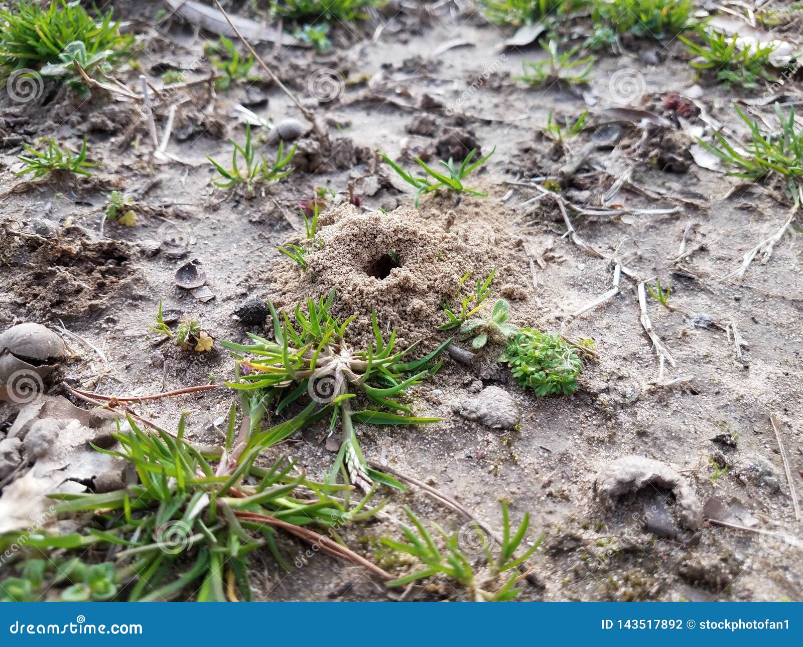 Cicada Dirt Mounds or Holes in the Ground or Lawn Stock Photo Image