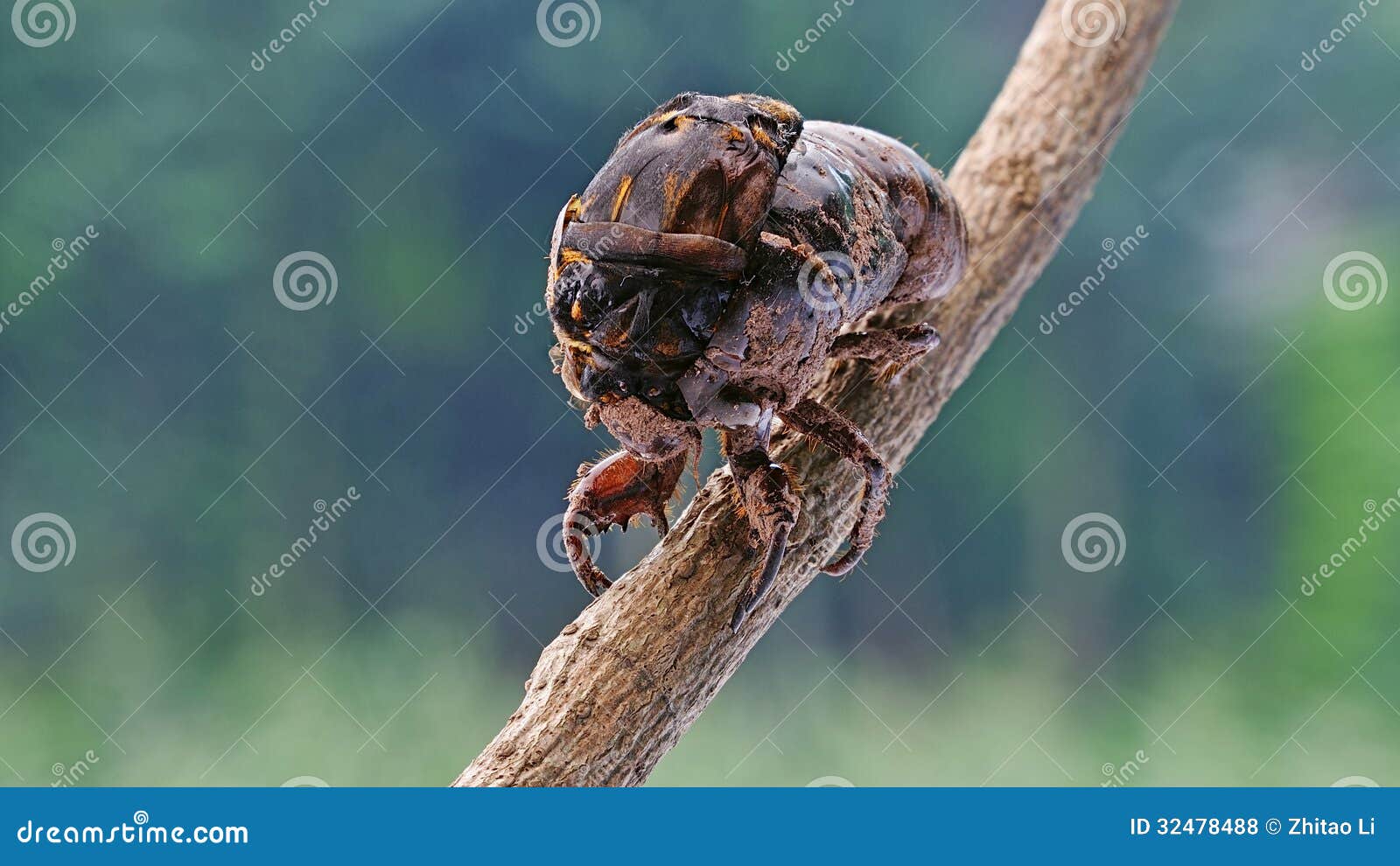 cicada eclosion